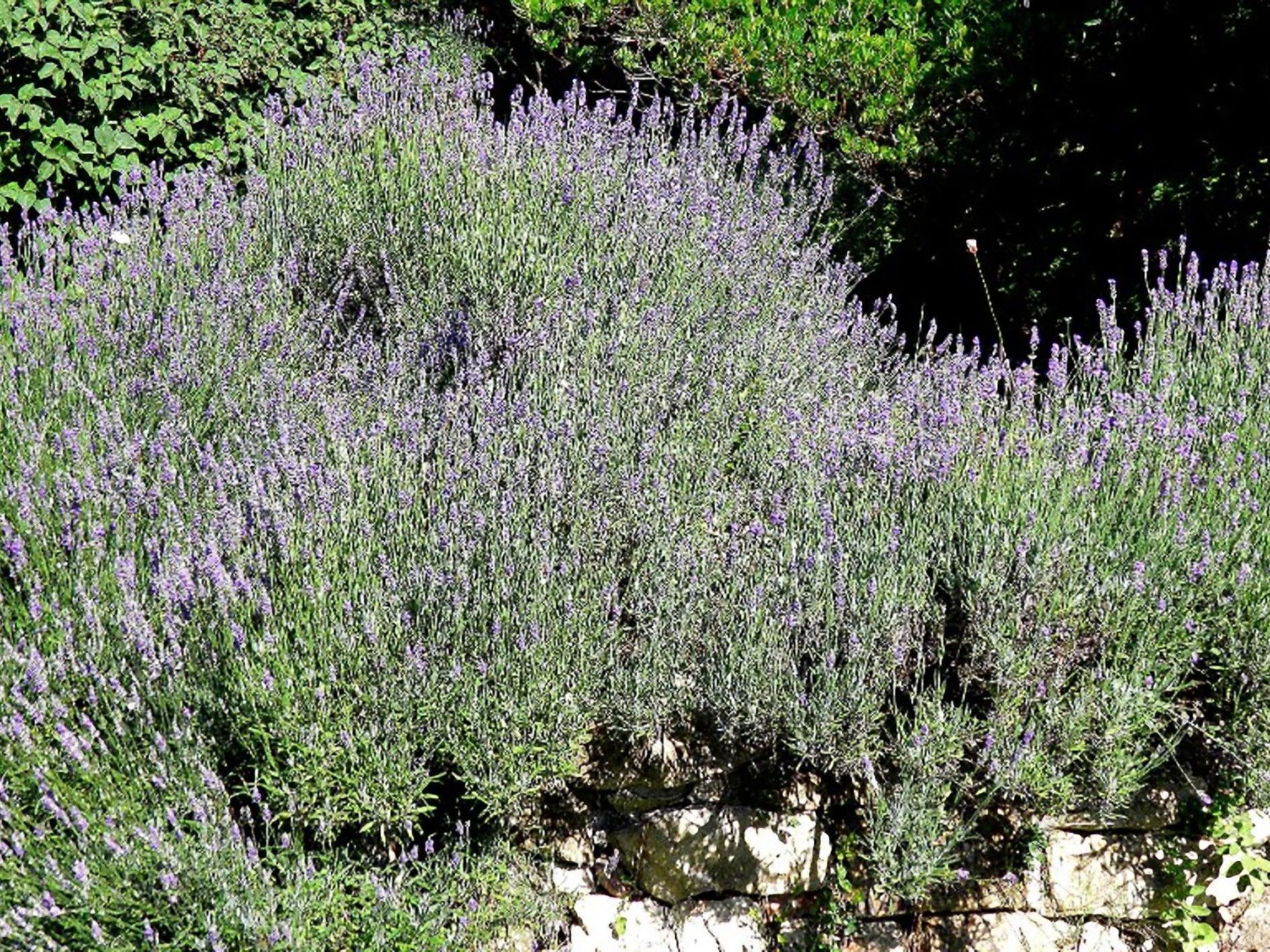 Suite mit Gartenblick-Binnen