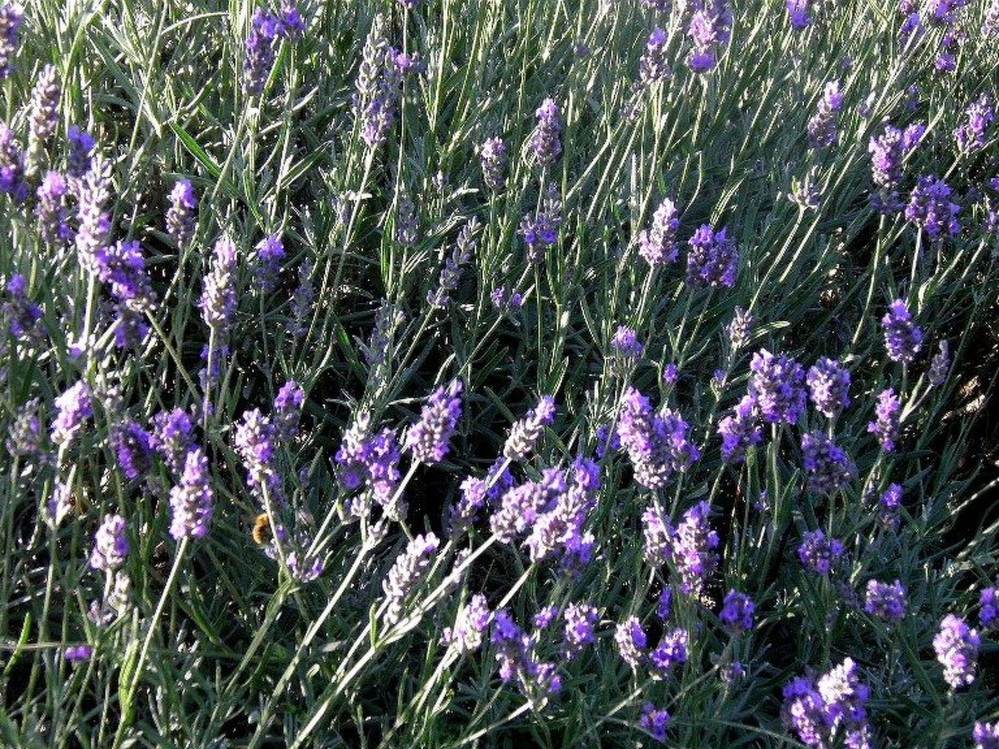 Suite mit Gartenblick-Binnen