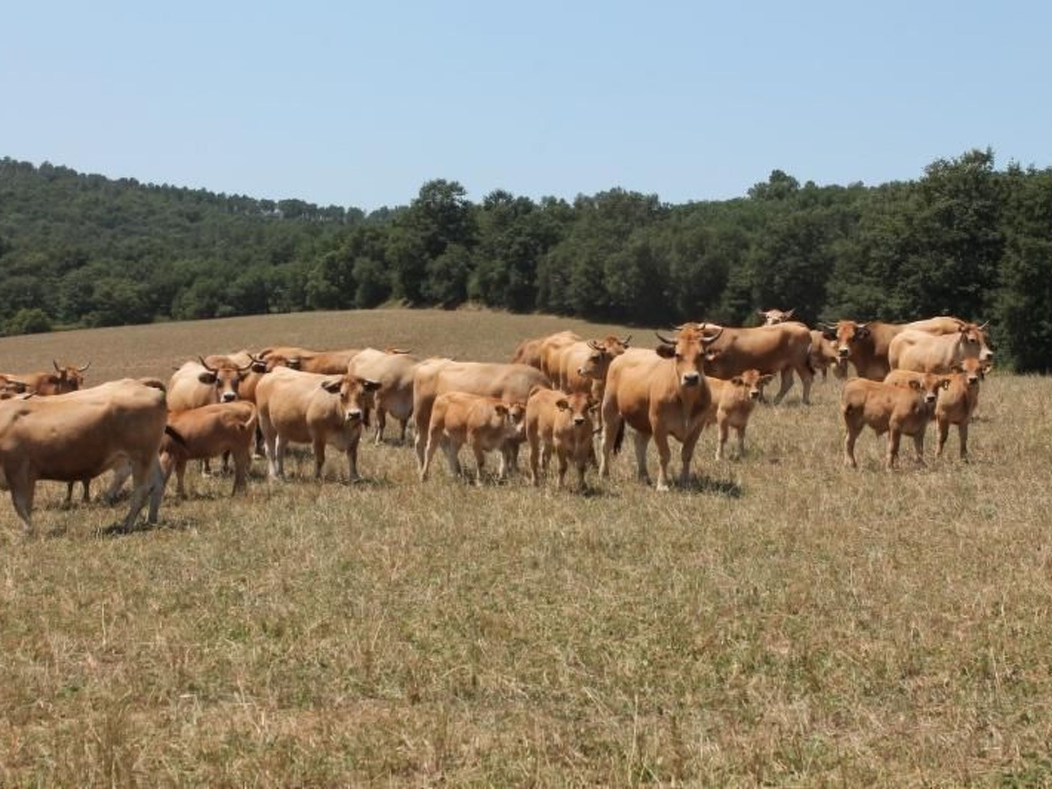 Das Landgut "Casina della Sughera".-Binnen