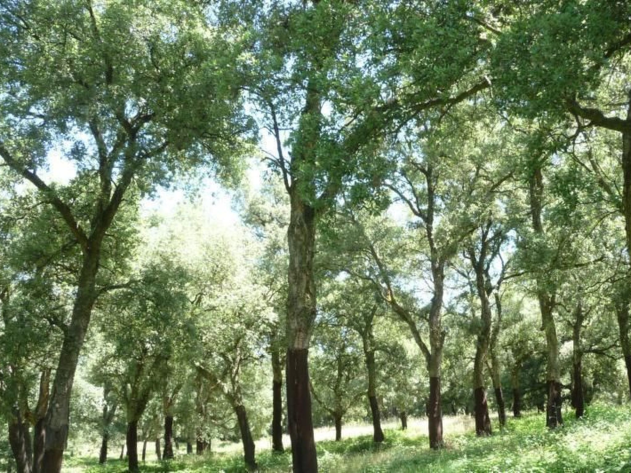 Das Landgut "Casina della Sughera".