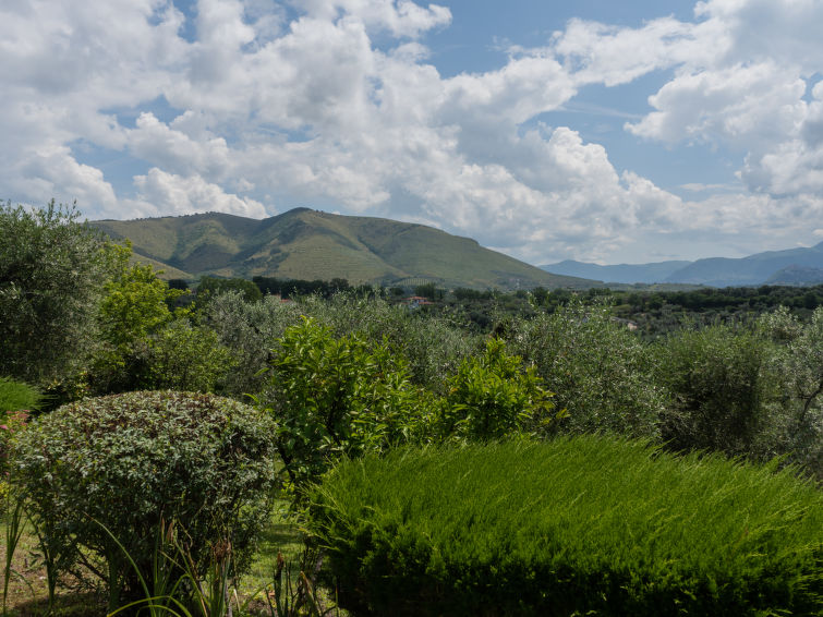 Olive Grove Sabina