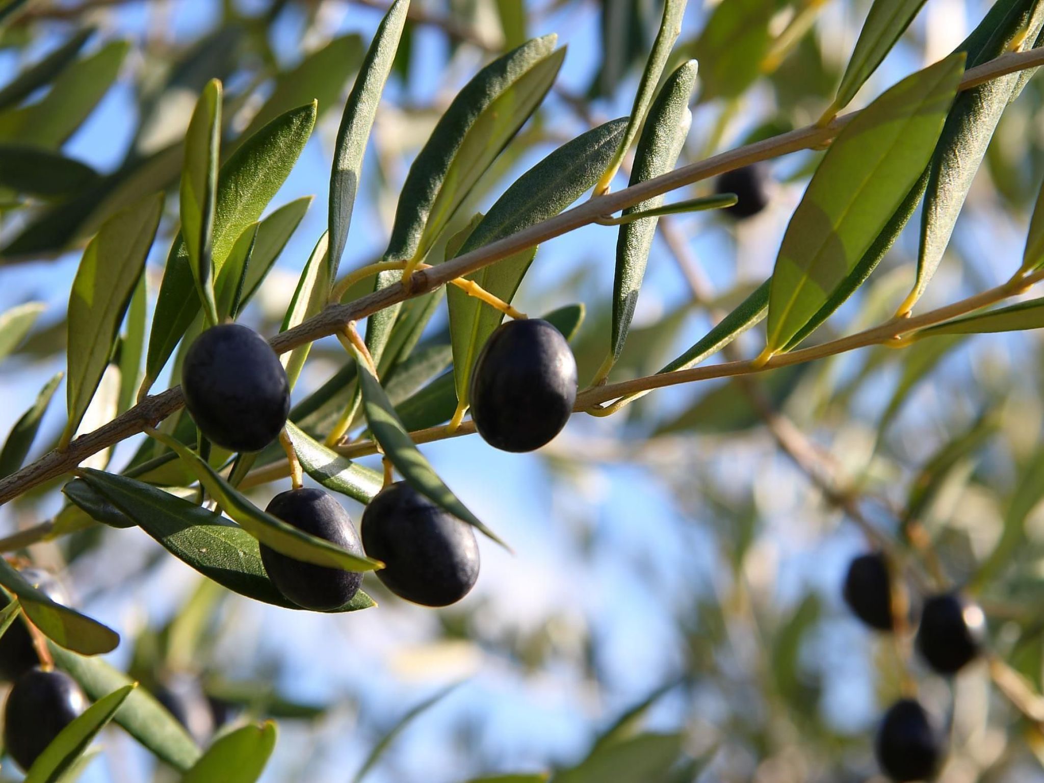 Gemütliches Studio im Erdgeschoss, mit Terrasse-Binnen