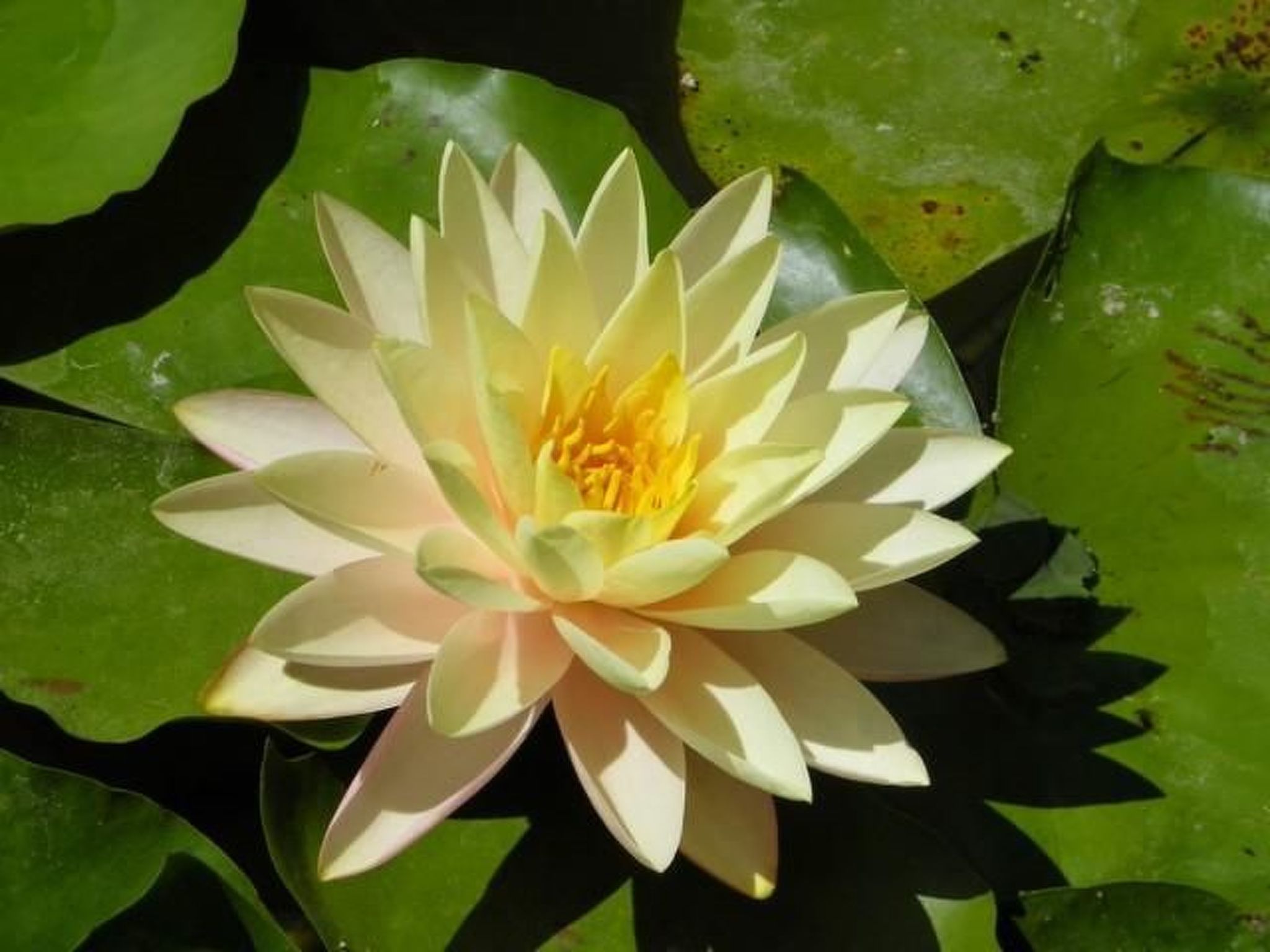 Wohnung mit großer Terrasse und Meerblick-Dedans
