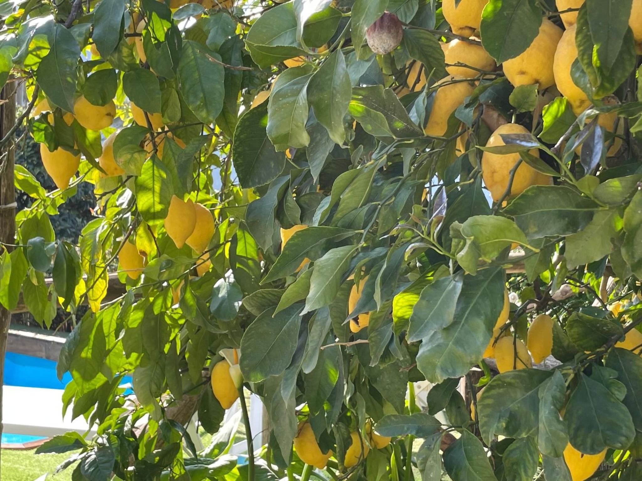 "Villa Flore" Sorrent und Amalfiküste-Binnen