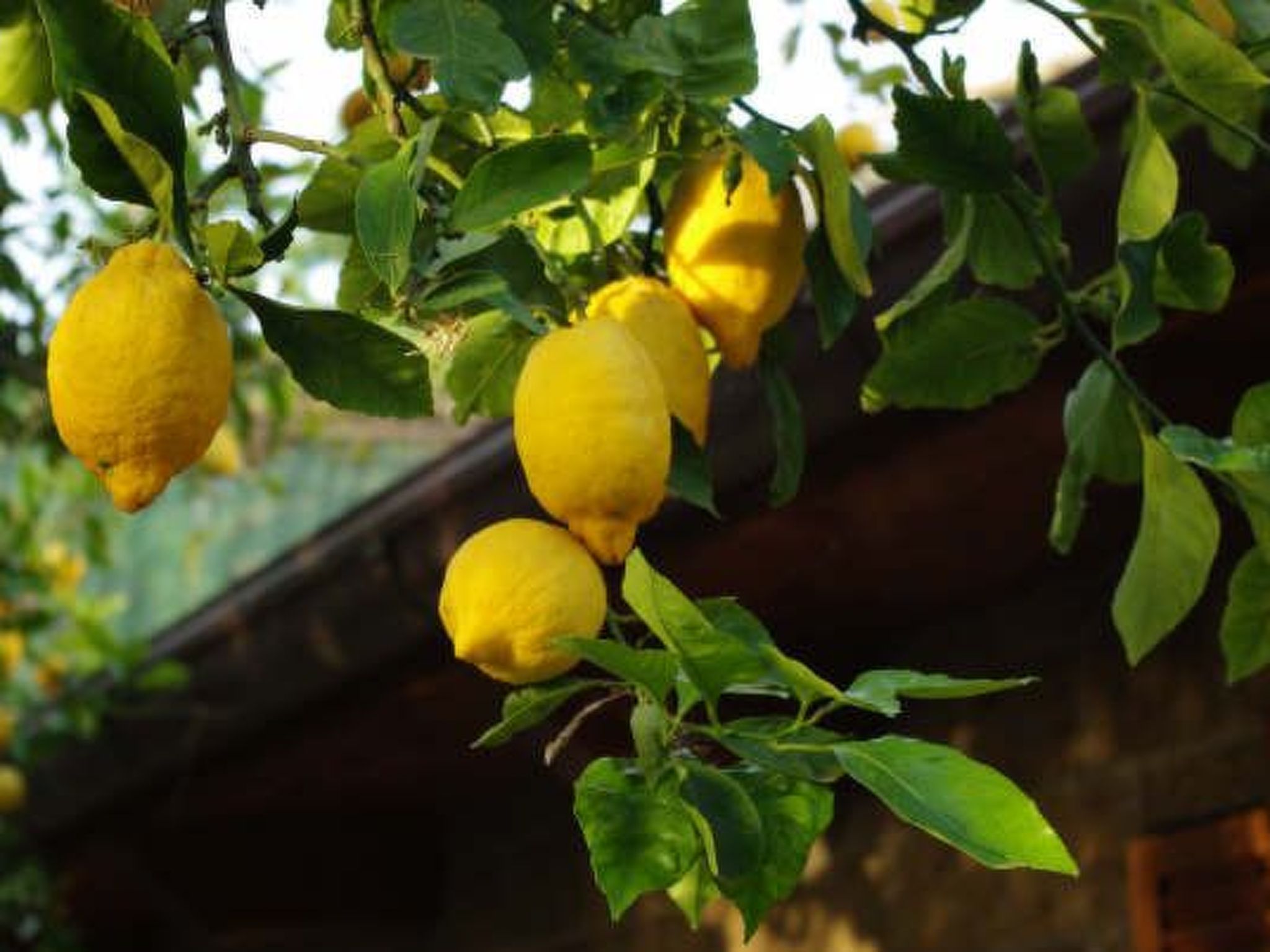 Photo of Wohnung 'Ivy' mit privatem Garten