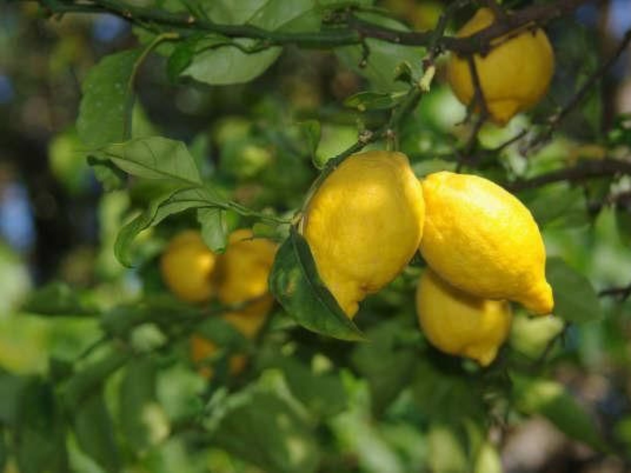 Photo of Wohnung 'Giglio' mit privatem Garten