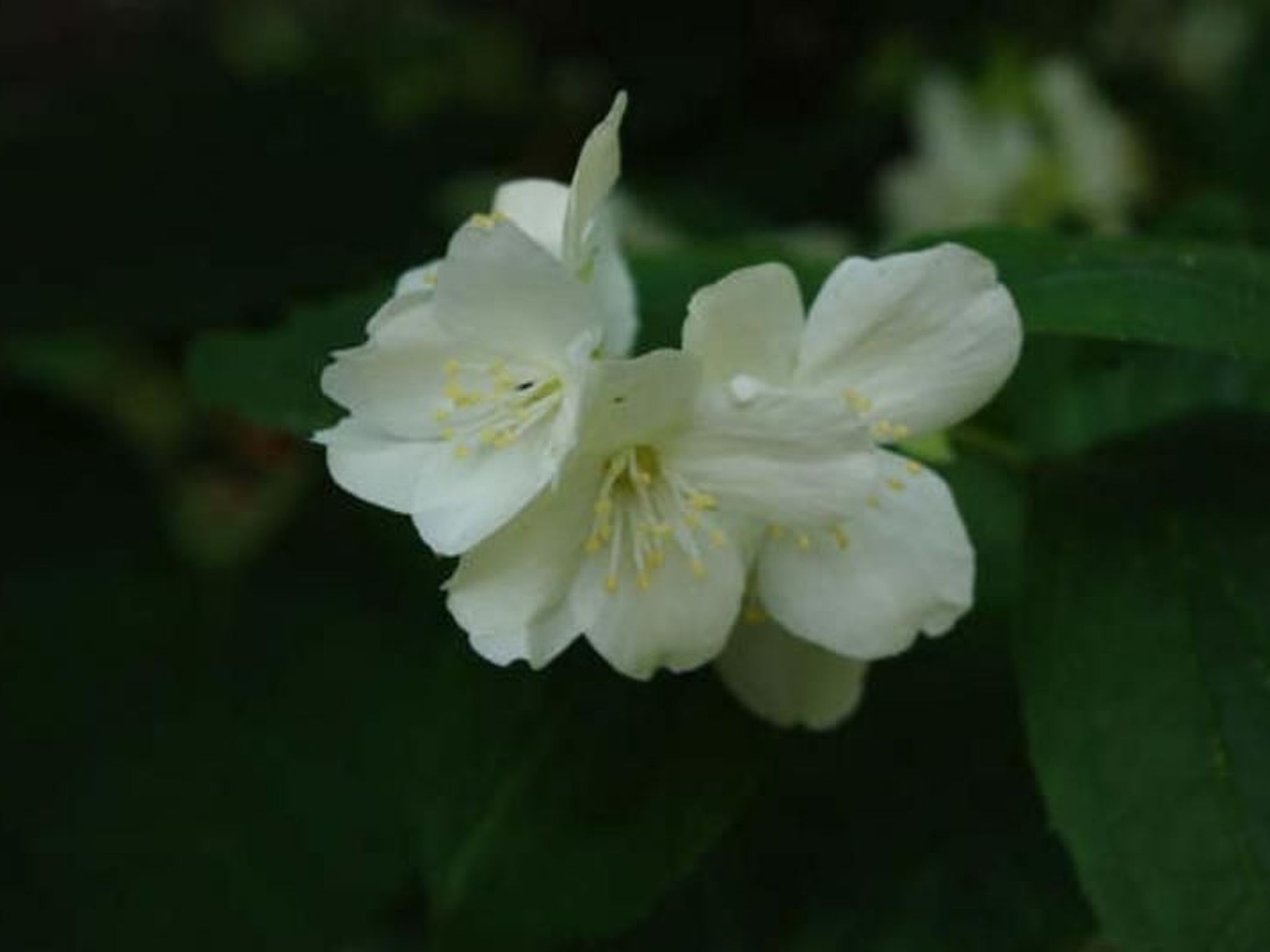 Photo of Rosa' Wohnung mit privatem Garten