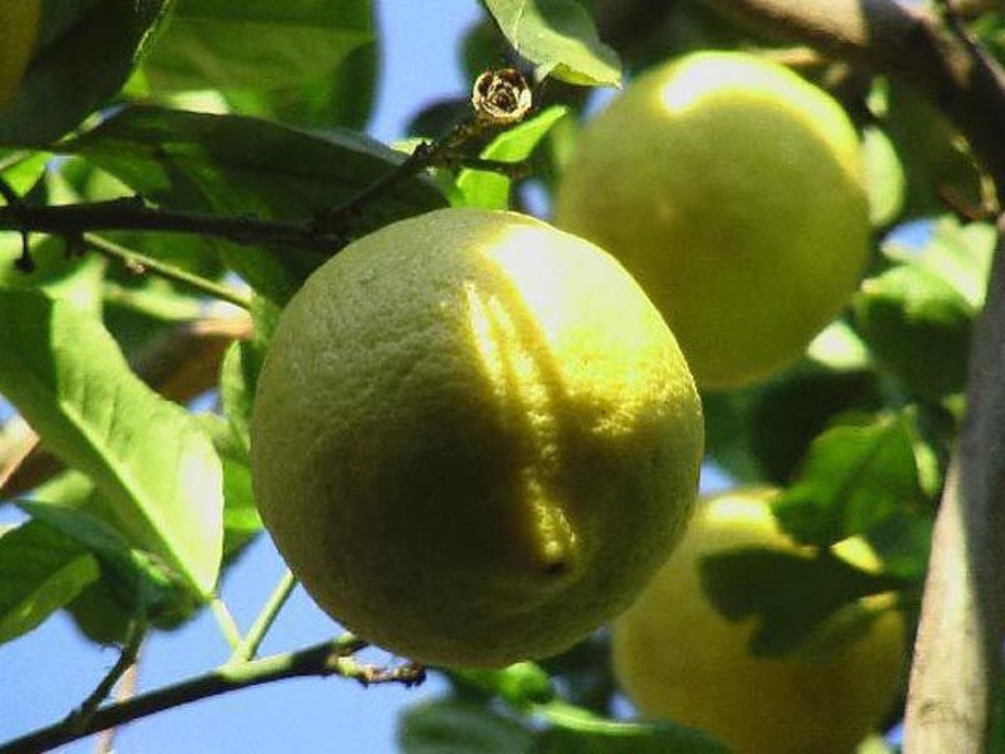 Photo of Rosa' Wohnung mit privatem Garten