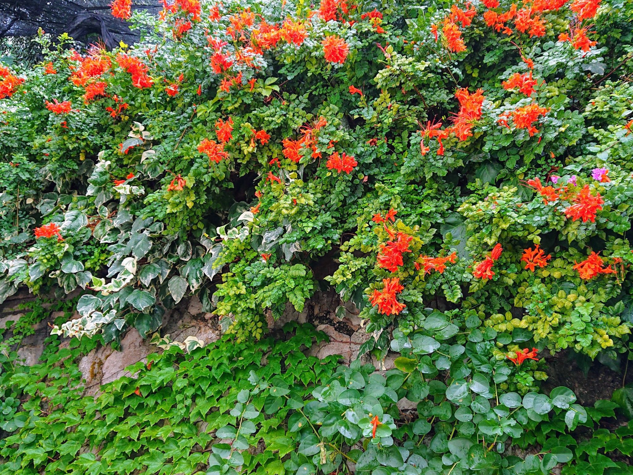 Villa l'Ulivina - Entspannung Garten Sonnenterrasse-Inside
