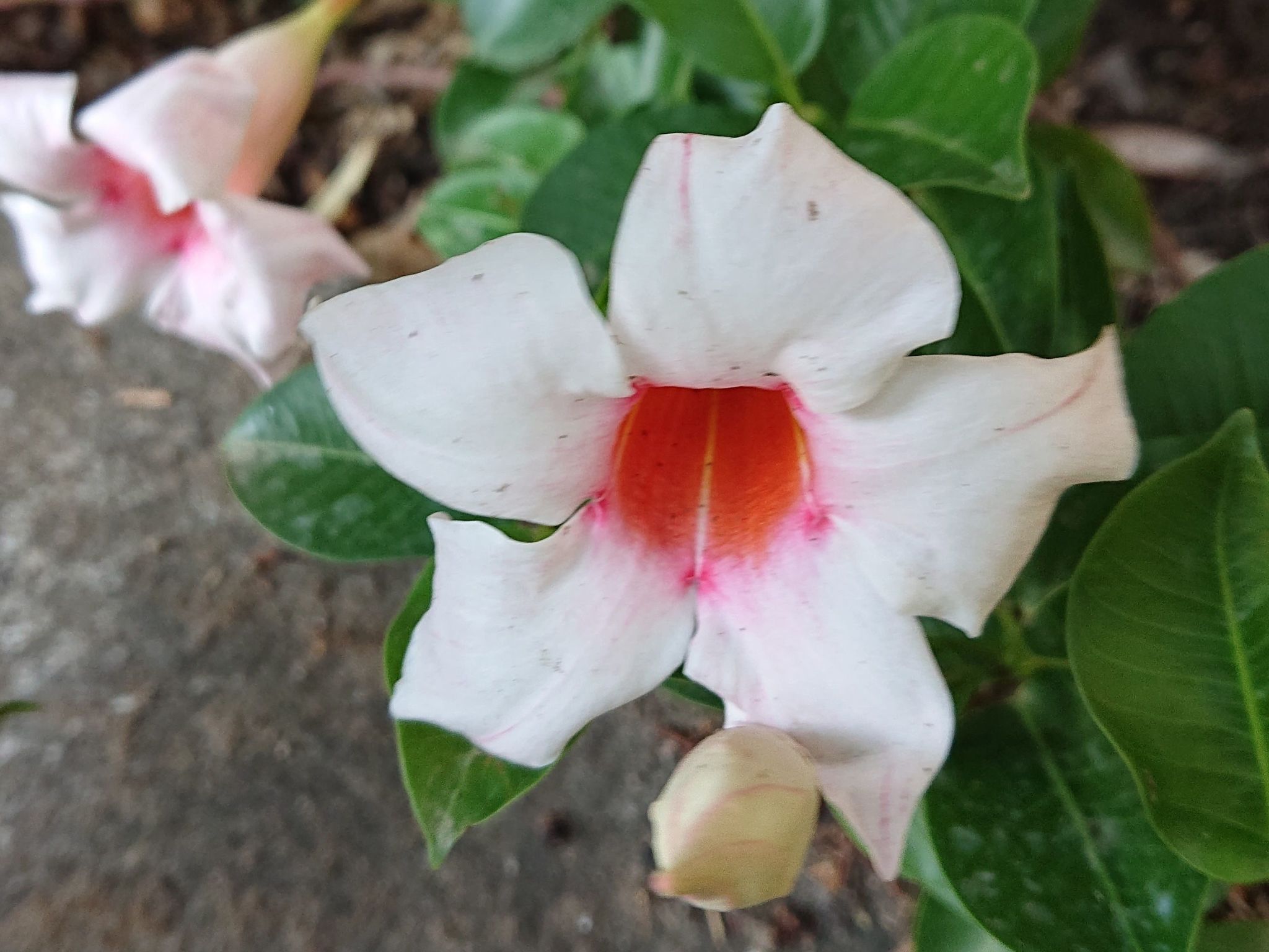 Villa l'Ulivina - Entspannung Garten Sonnenterrasse-Inside
