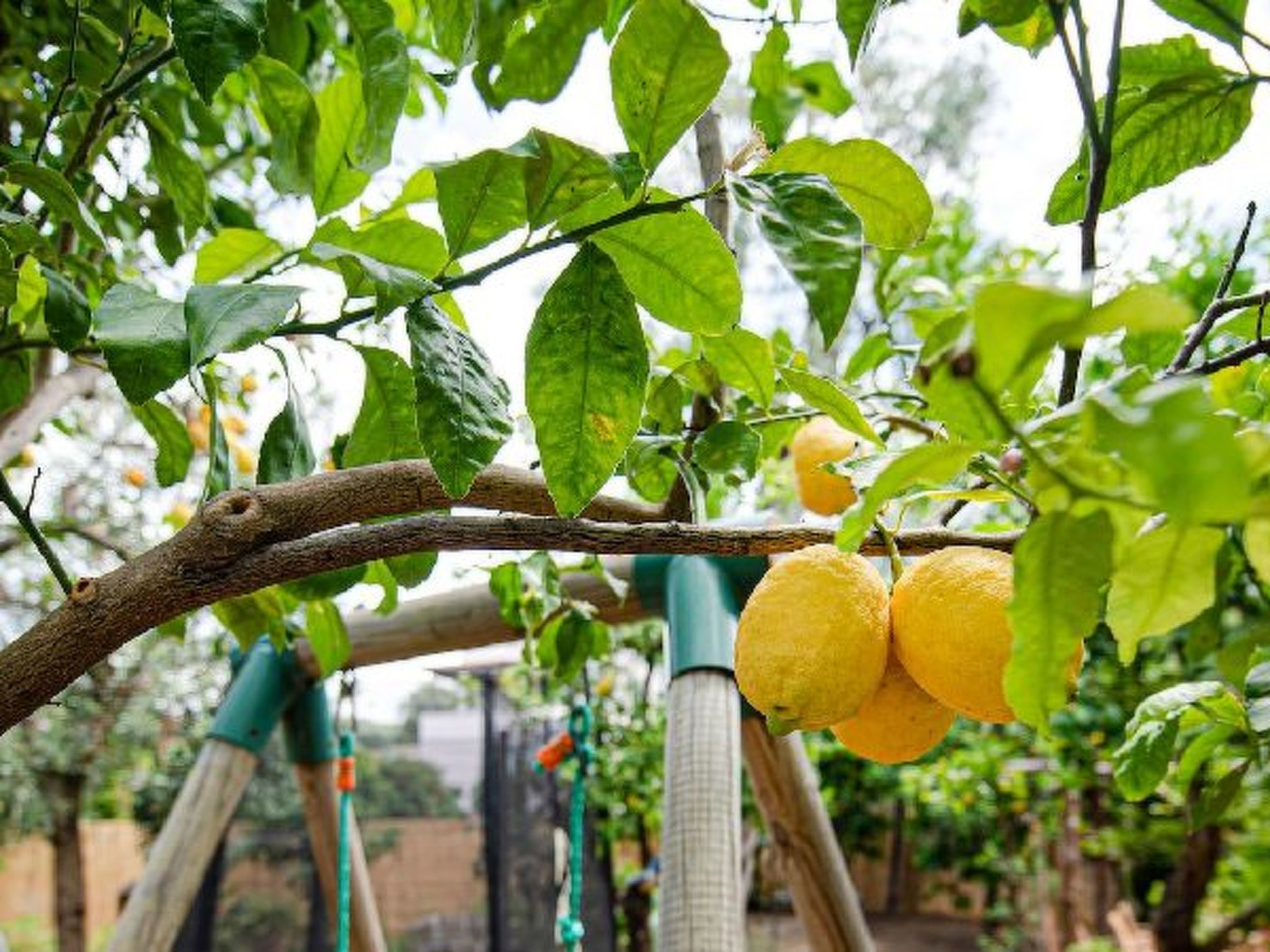 Photo of My  Home Sorrento