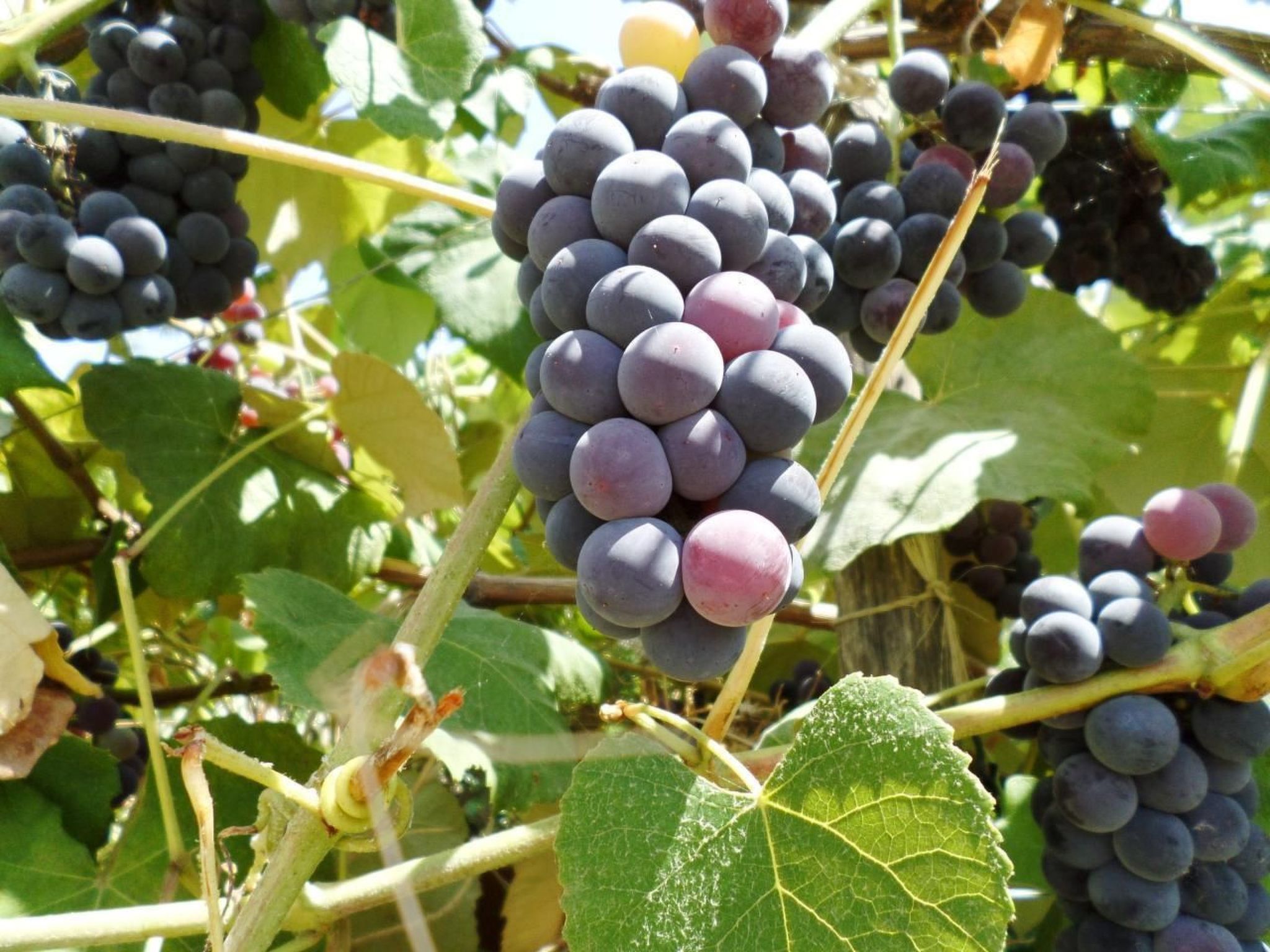 Das Landhaus von Kleopatra und Marcantonio-Binnen