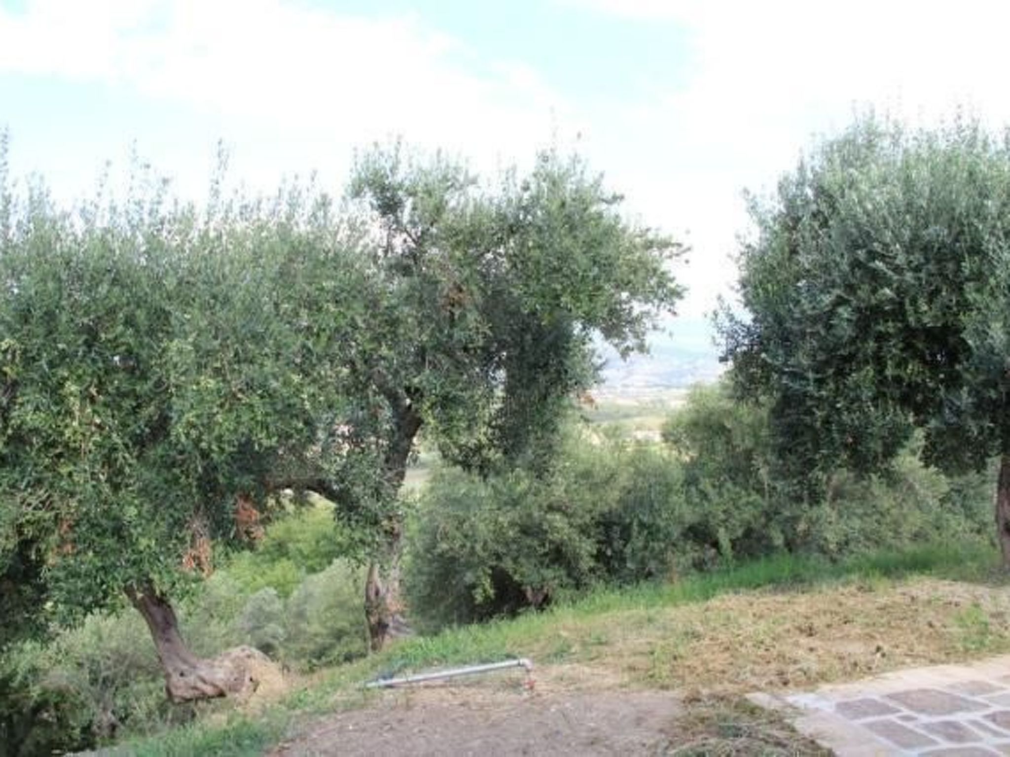 Casolare Olive-Image-tags.info