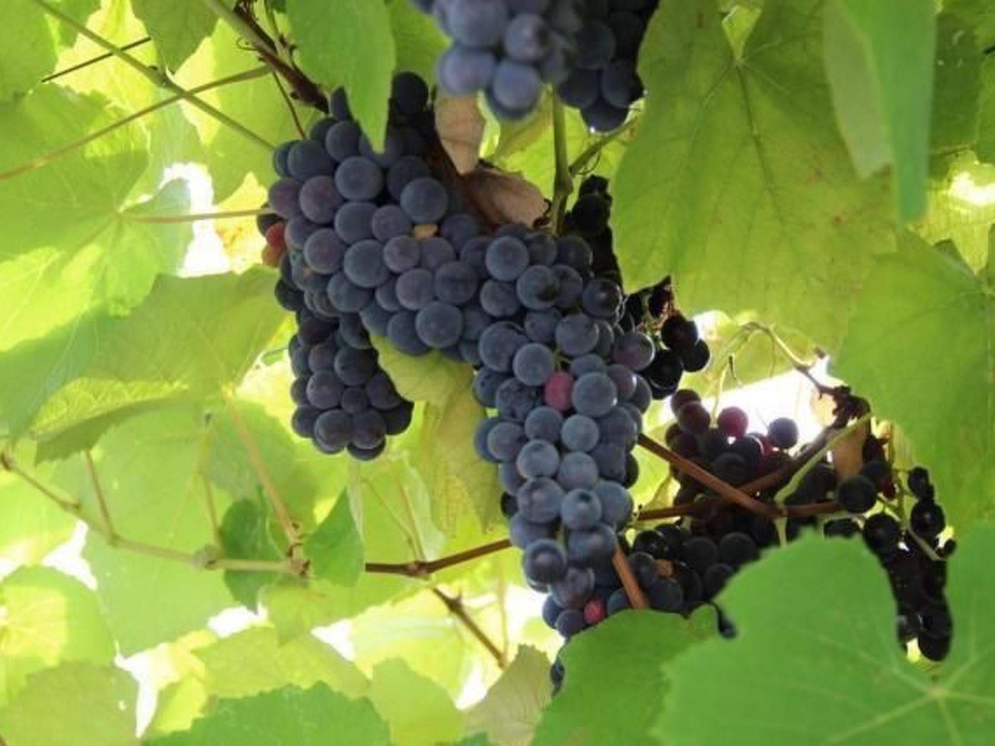 Casolare Olive-Image-tags.info