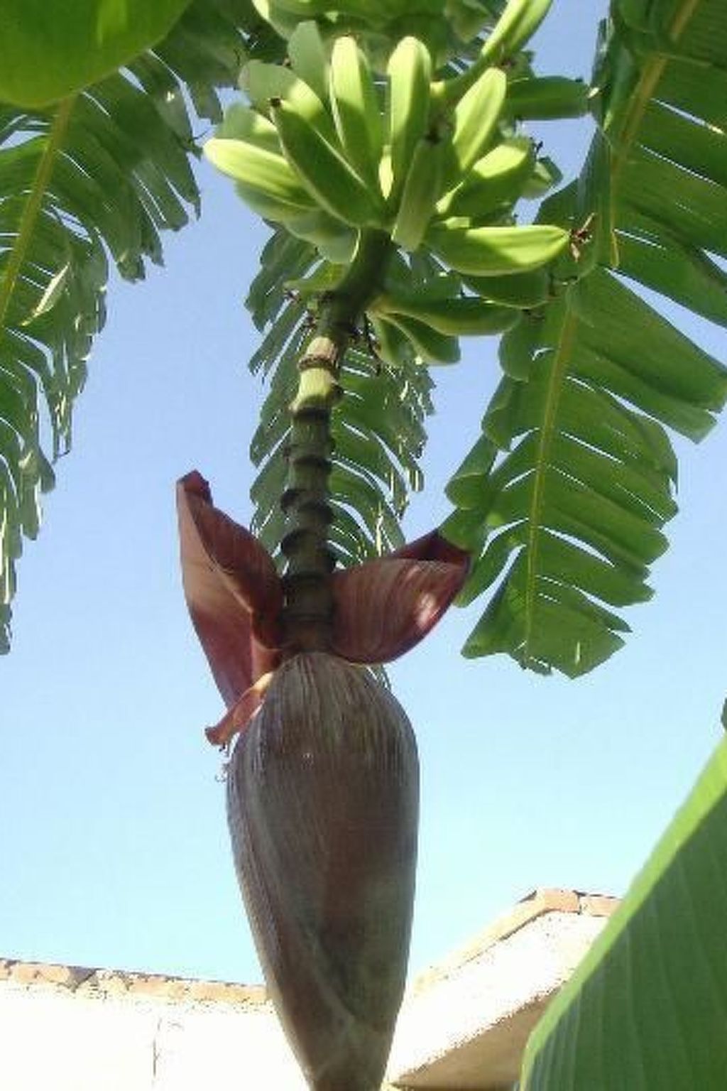 'Roberta-Image-tags.info