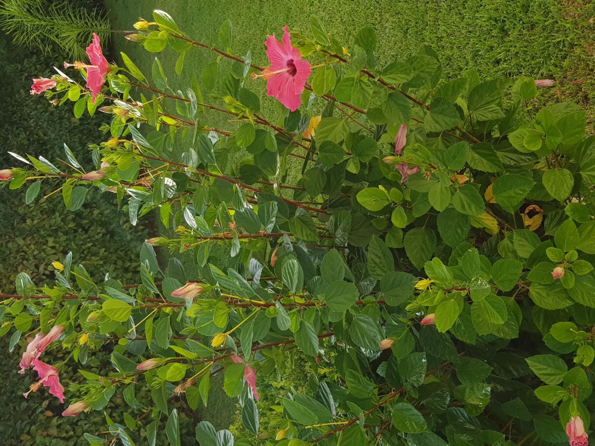 'Roberta-Image-tags.info