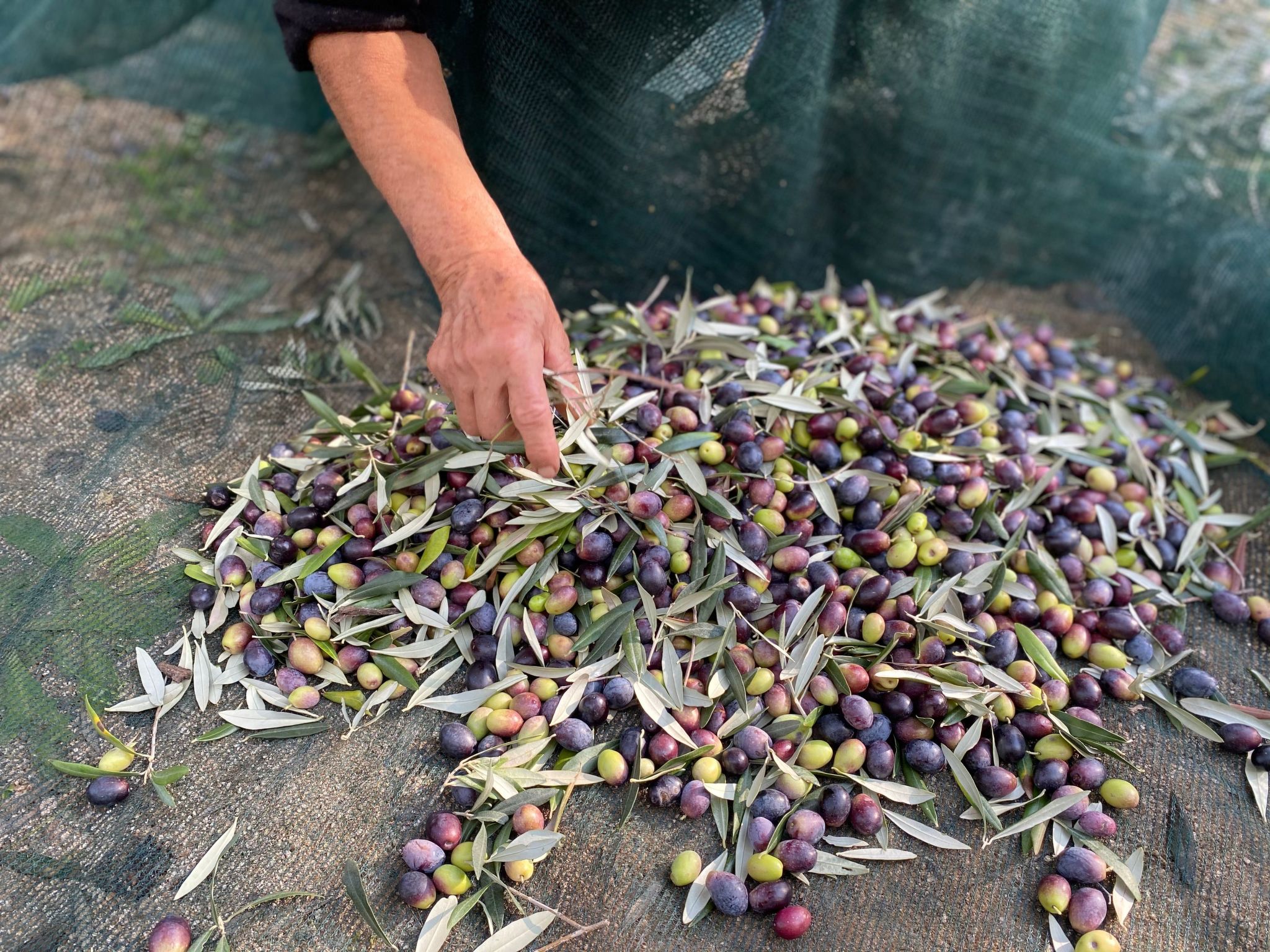 Wohnung Haus Aphrodite-Binnen
