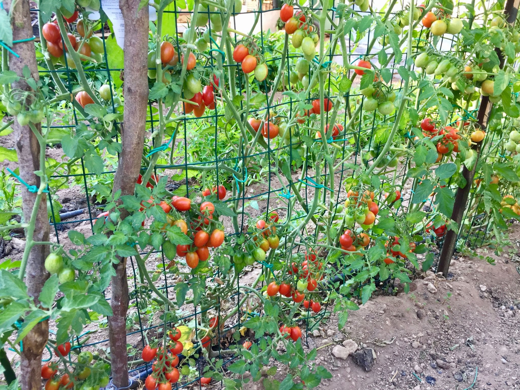 Flacher Franz-Binnen