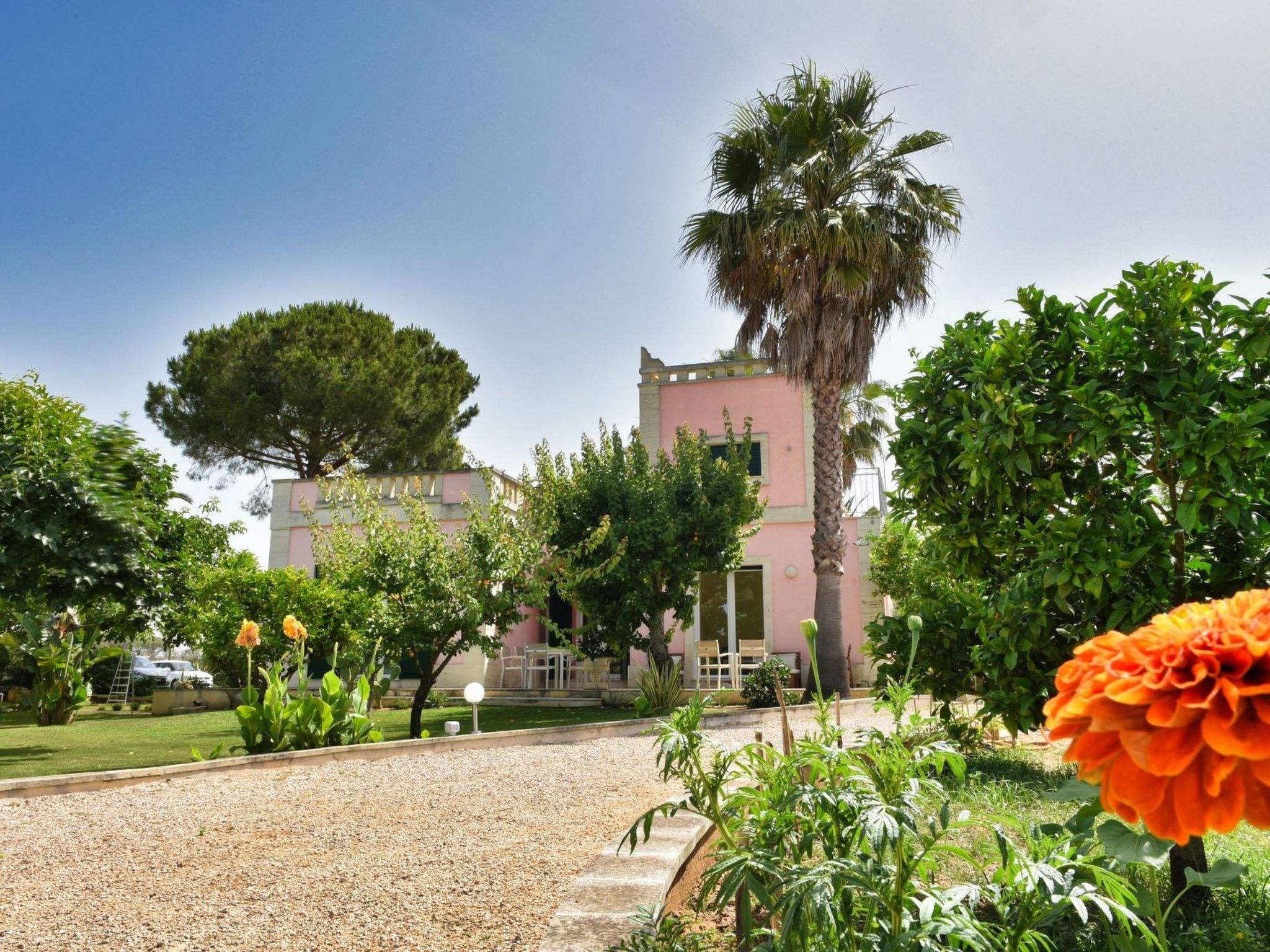 Sirgole Rosa-Drinnen