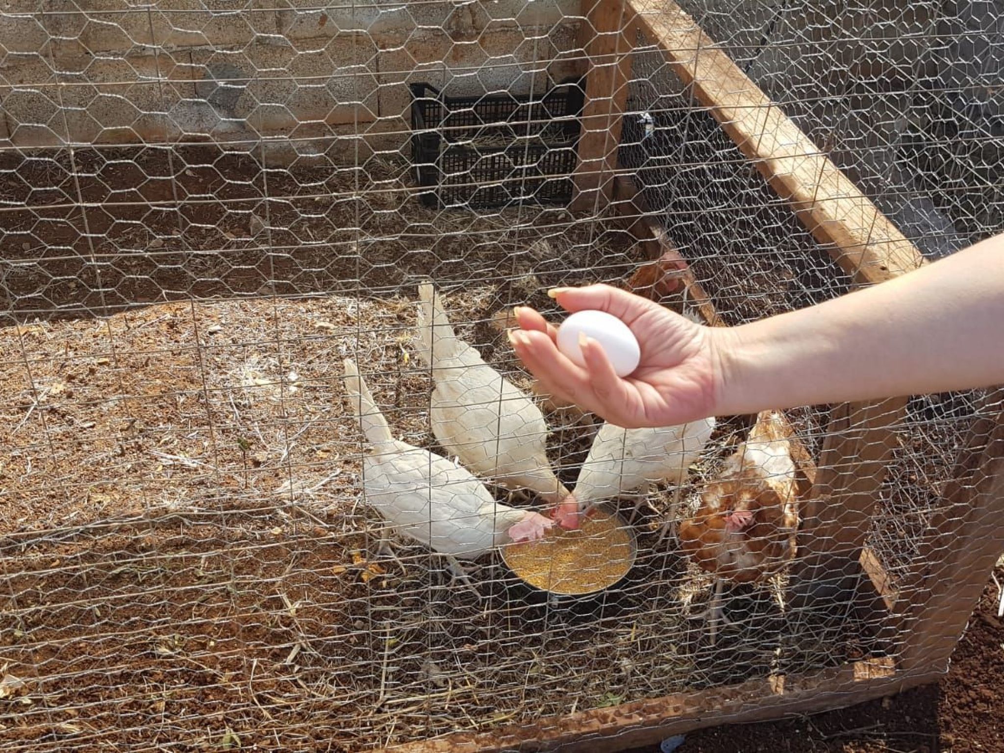 Villa Barone Landhaus mit Pool-Binnen