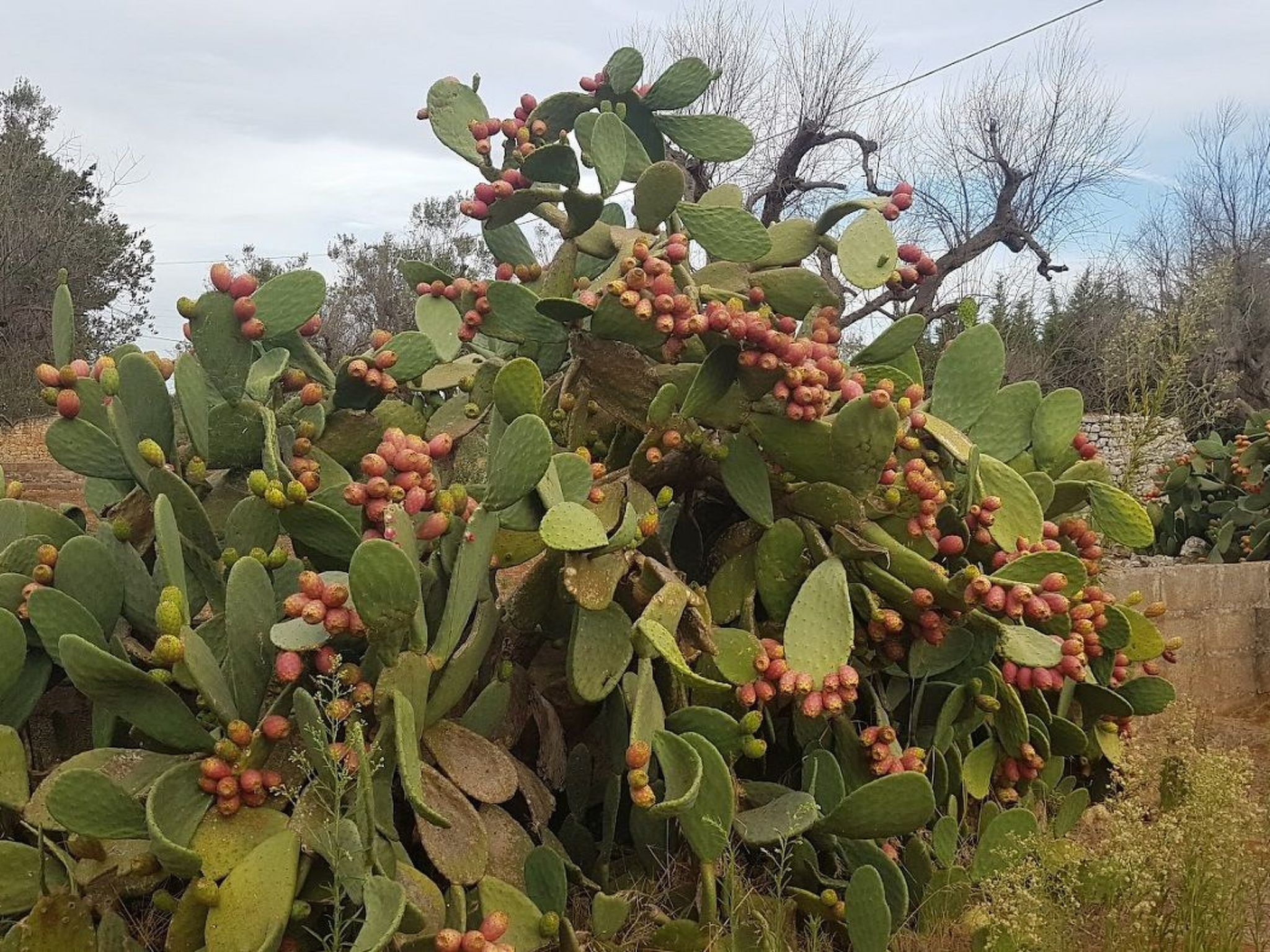 Villa Barone Landhaus mit Pool-Binnen