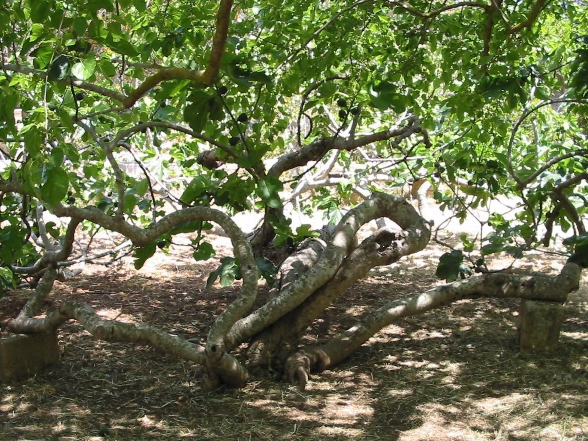 Altes Bauernhaus im Grünen-Inside