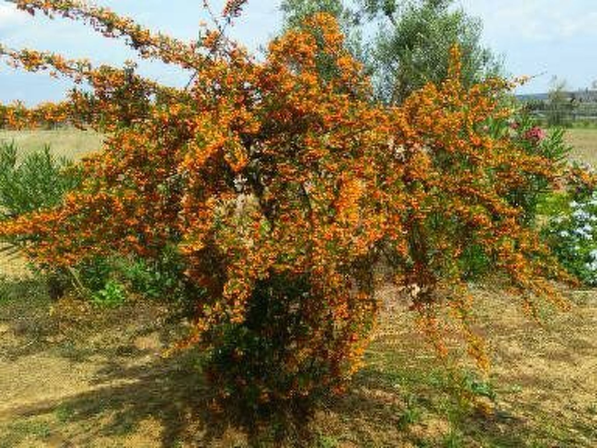 Kleine Villa mit geschlossenem Garten in Parabita-Binnen