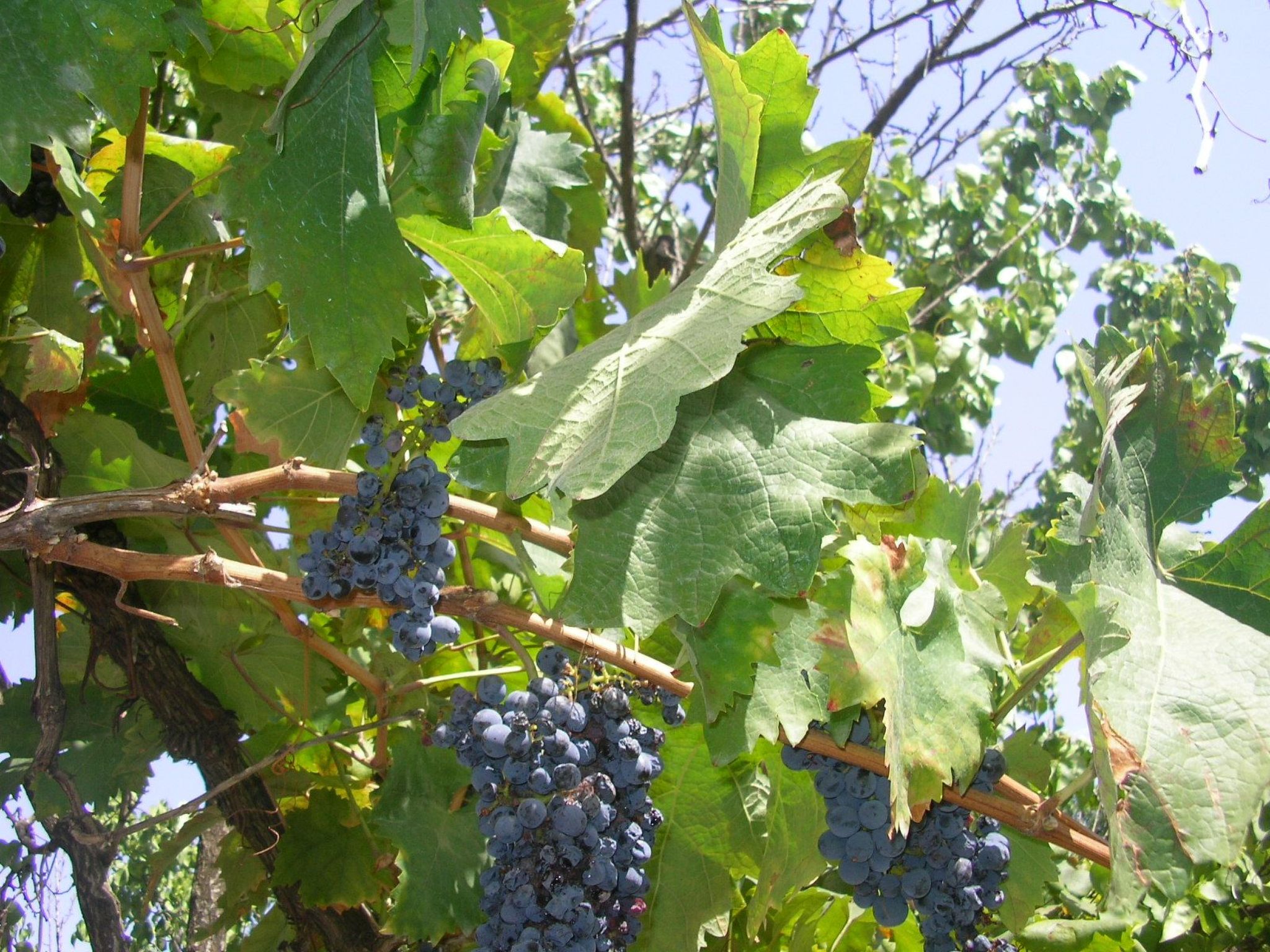 Kleine Villa mit geschlossenem Garten in Parabita-Binnen