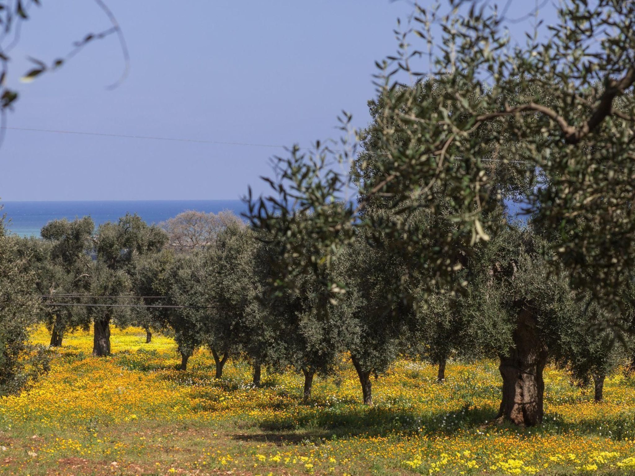 Wohnung in Carovigno mit Terrasse und Grill