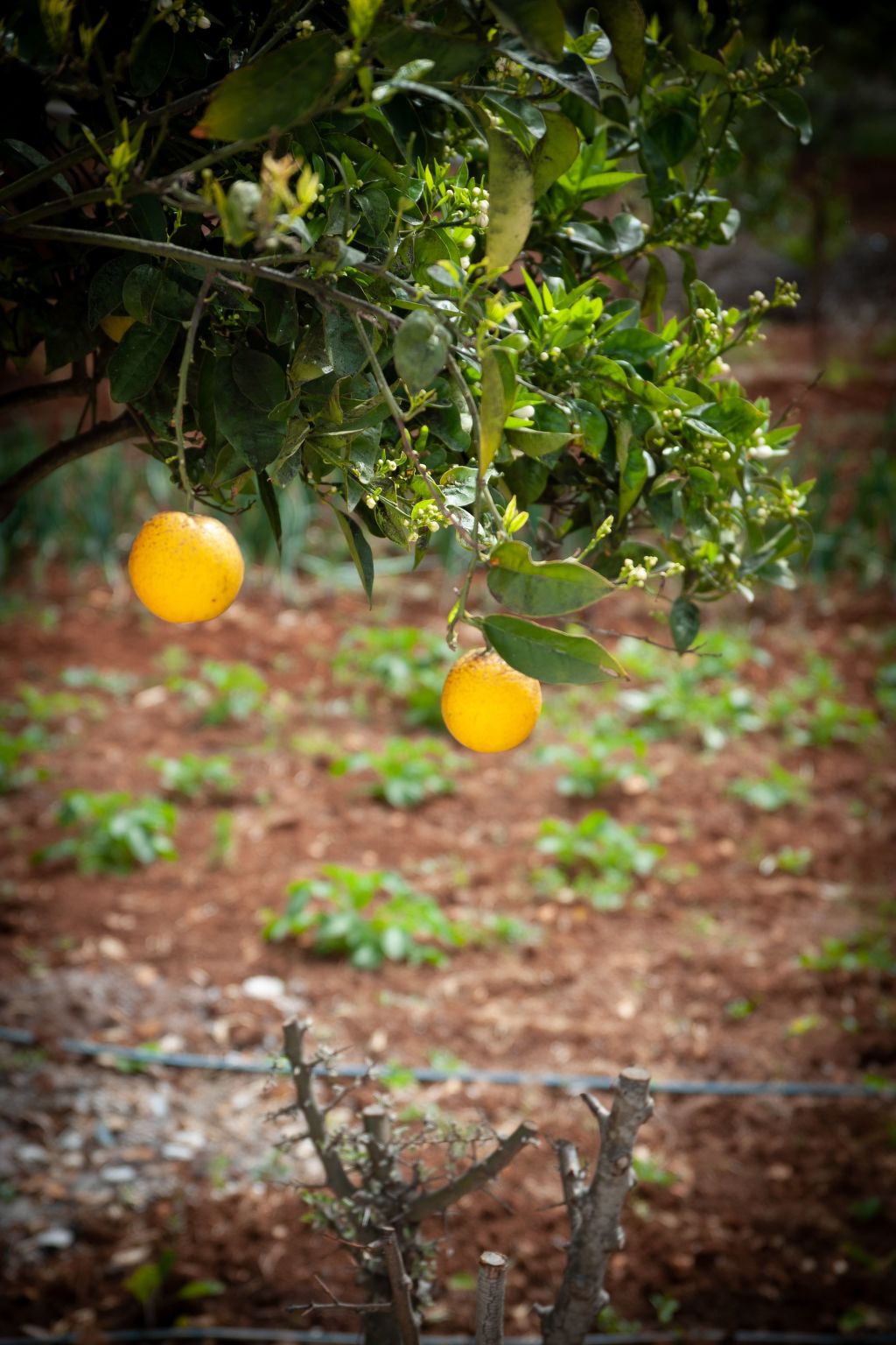 Bauernhof mit Schwimmbad und Babypark Brindisi am Meer-Binnen