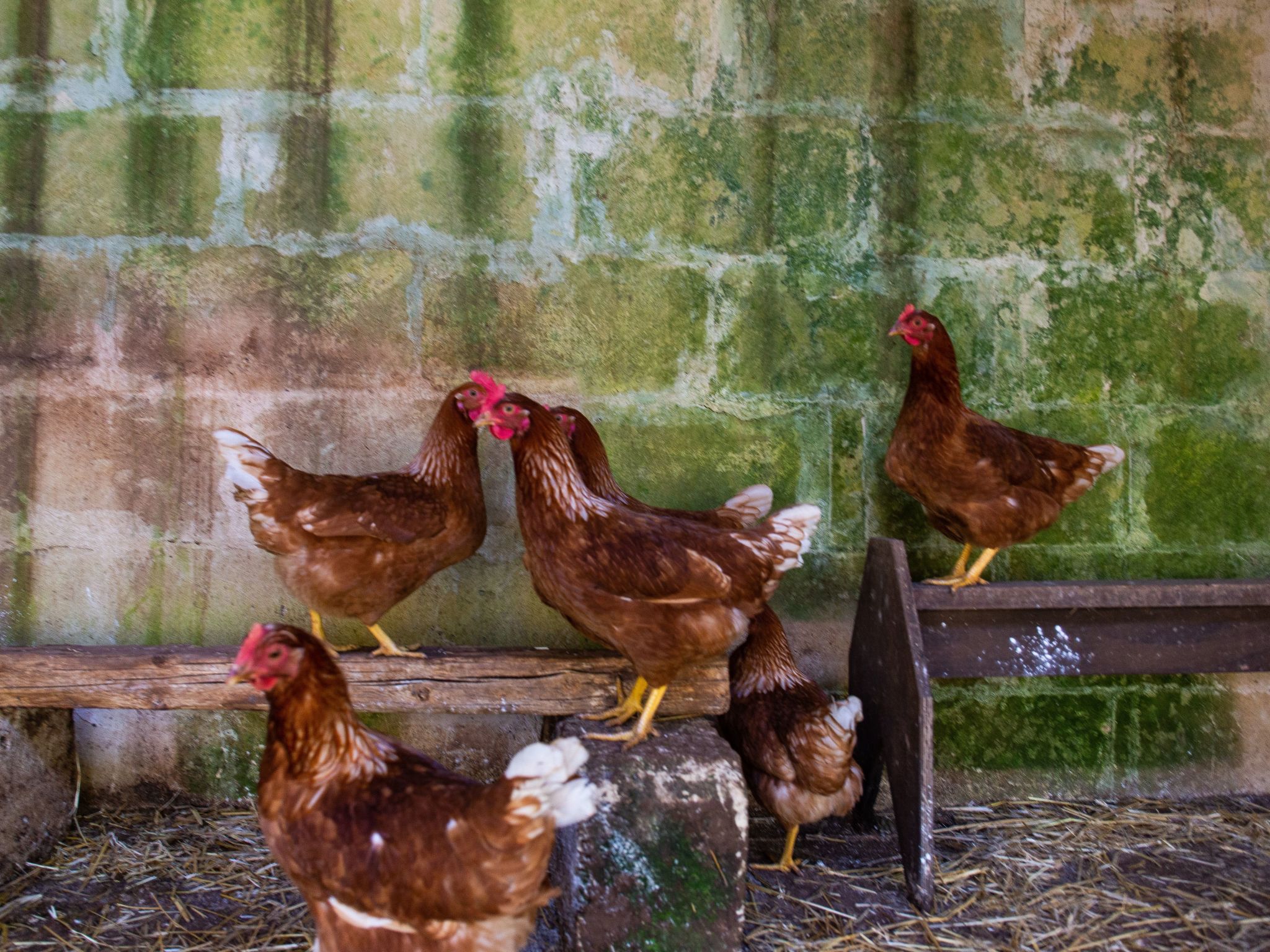 Borgo Marianna -  beheiztes schwimmbad-Binnen