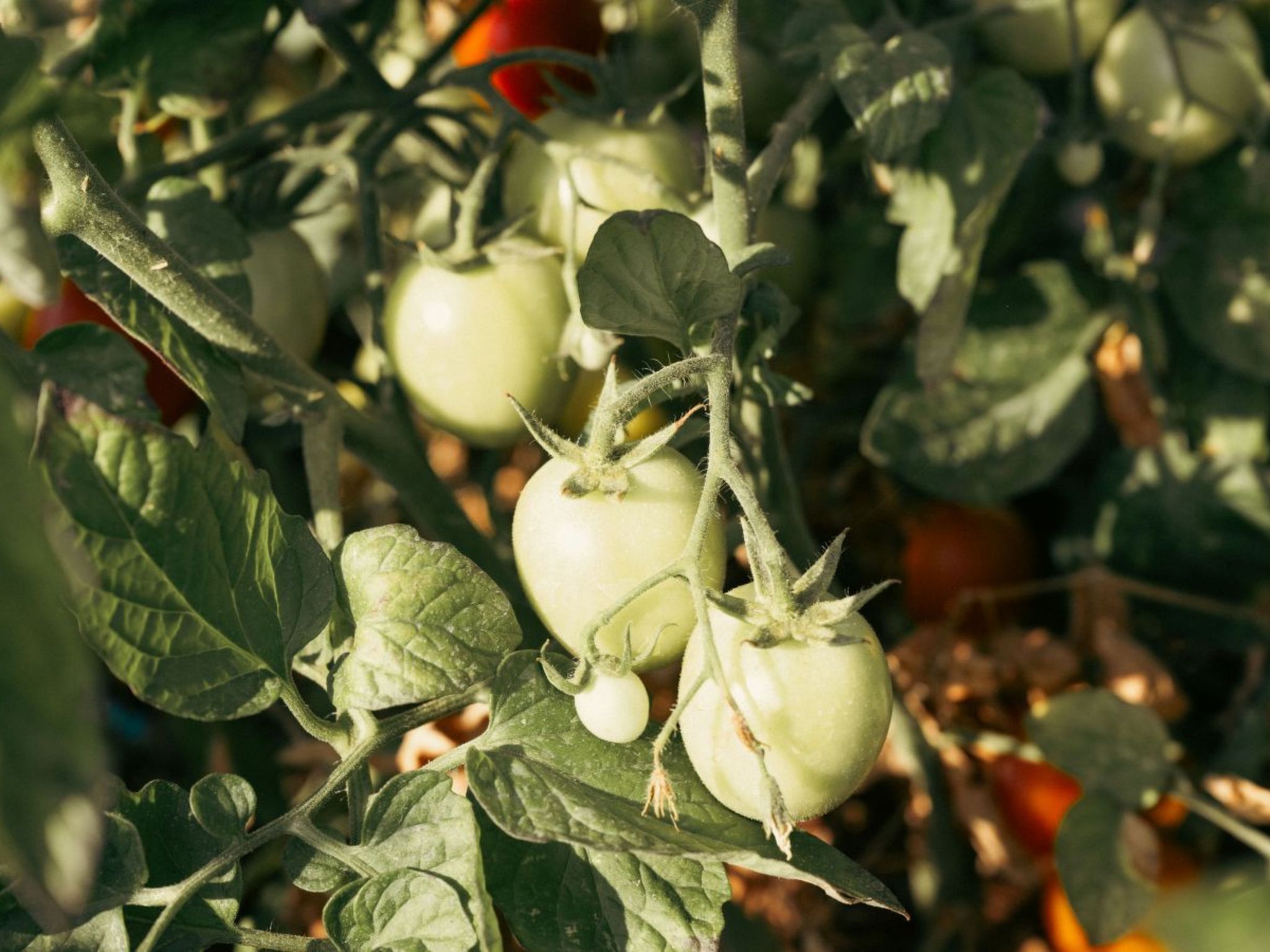 Villa Jolie mit Pool-Binnen