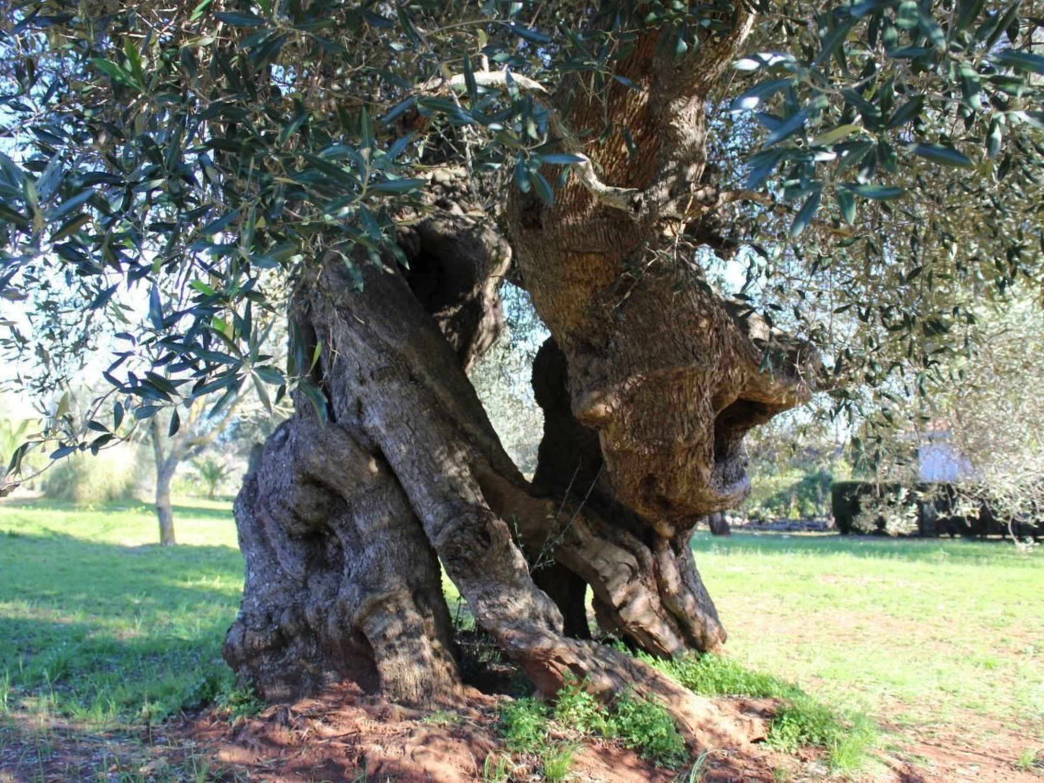 Diddy's Country-Dedans