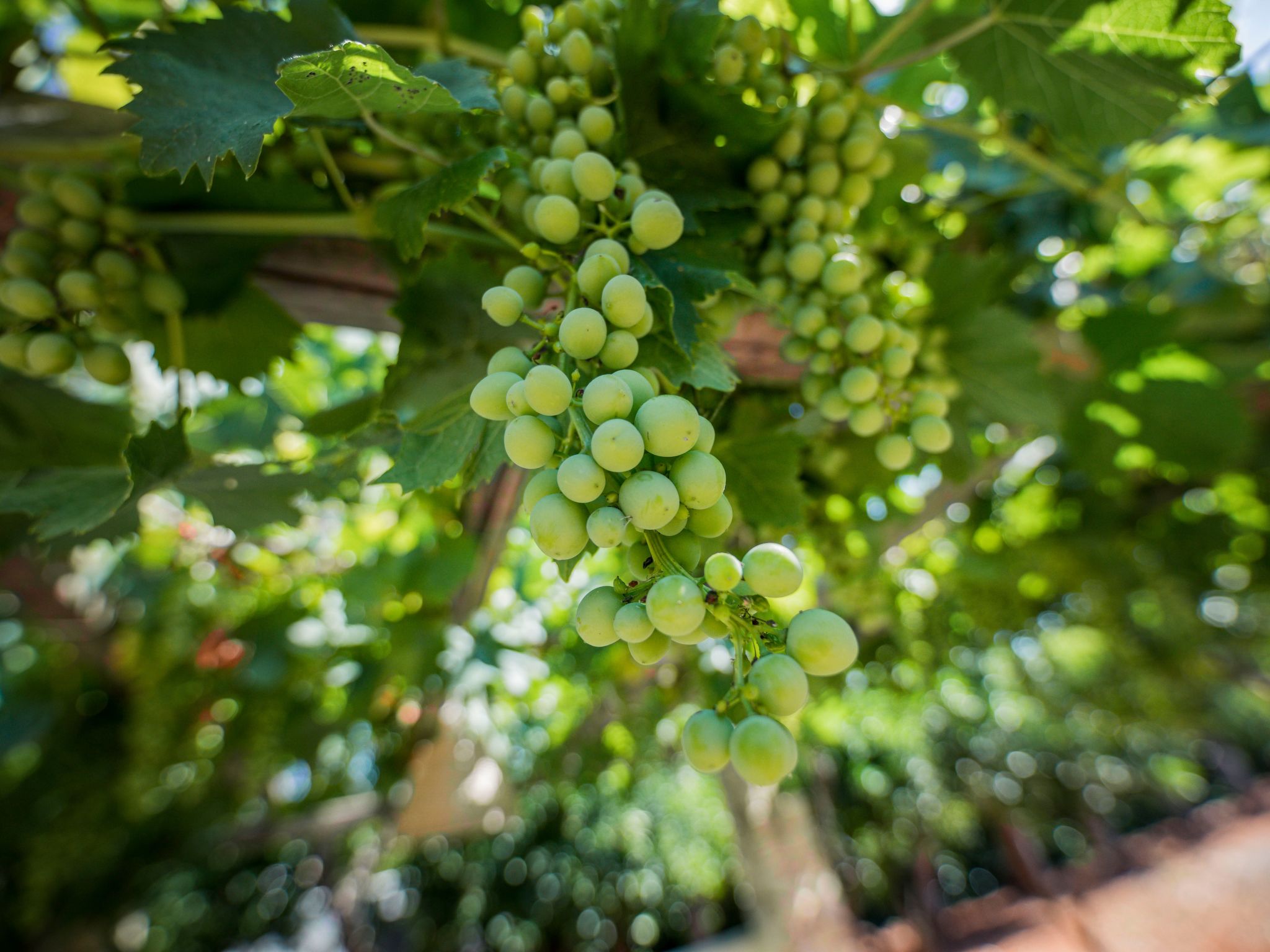 Casal del Borgo 7-Binnen