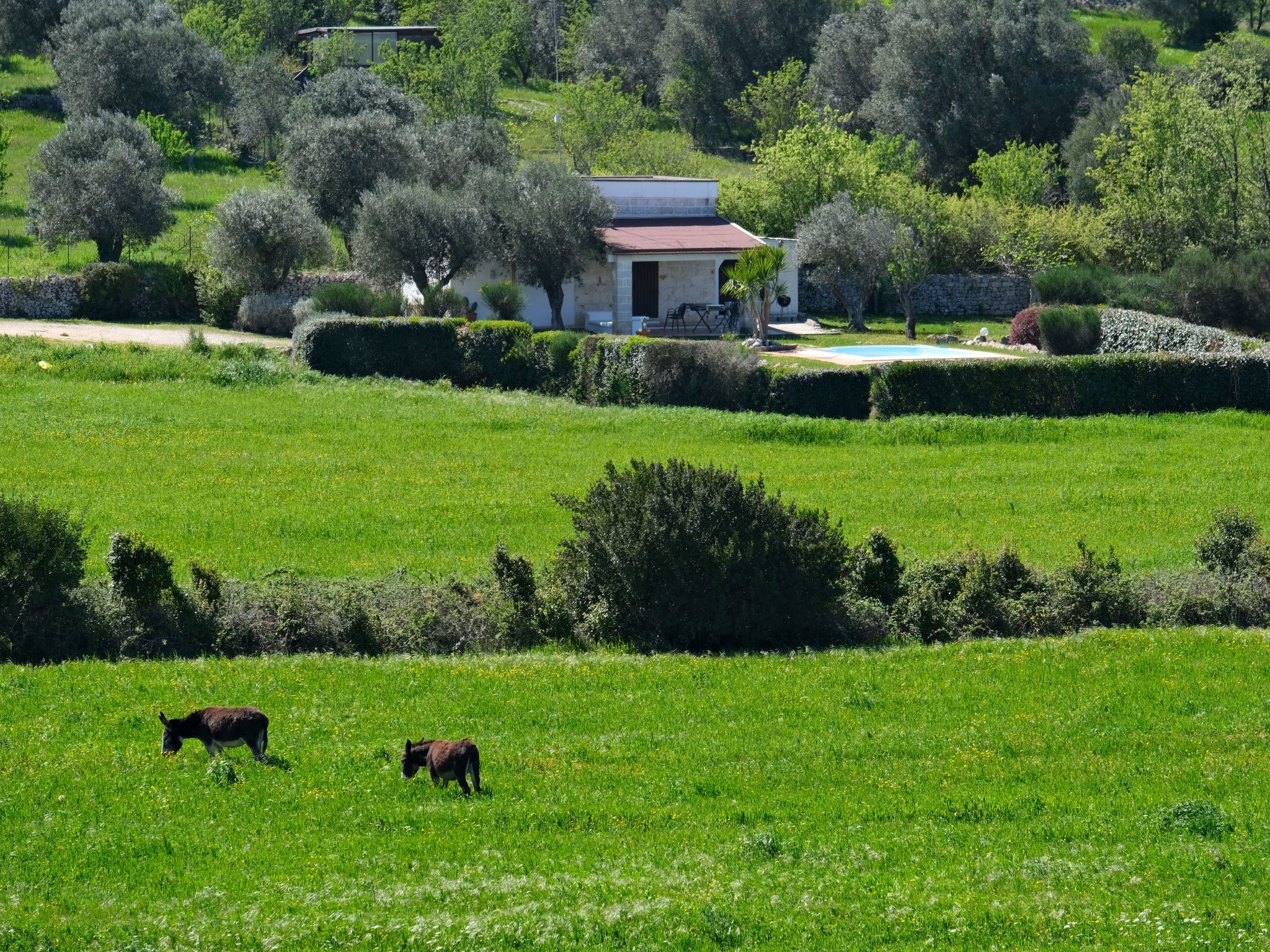 Landhaus in Ostuni mit privatem Pool-Binnen