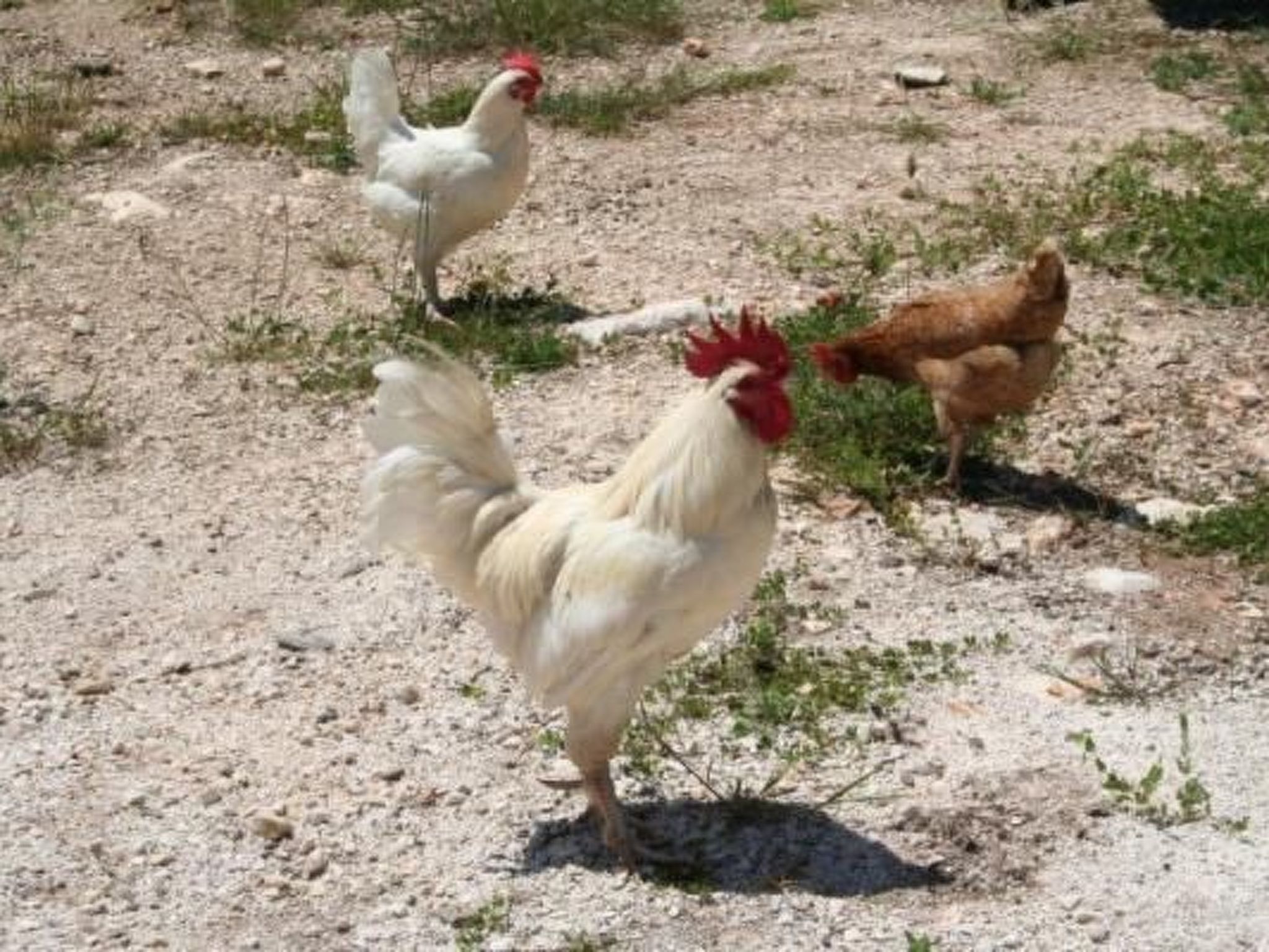 Antike Villa mit privatem Pool, Spa und türkischem Bad-Binnen