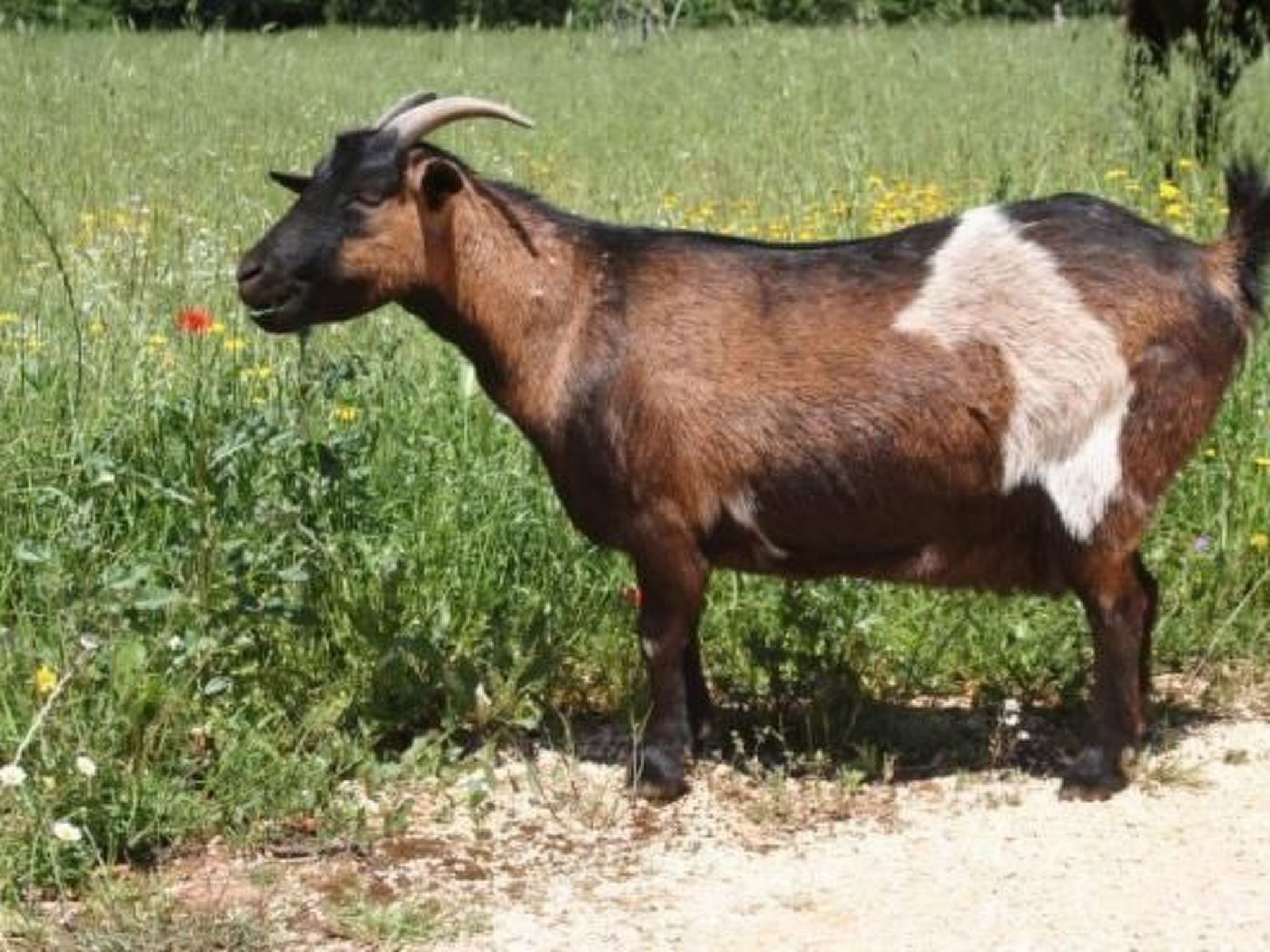 Antike Villa mit privatem Pool, Spa und türkischem Bad-Inside