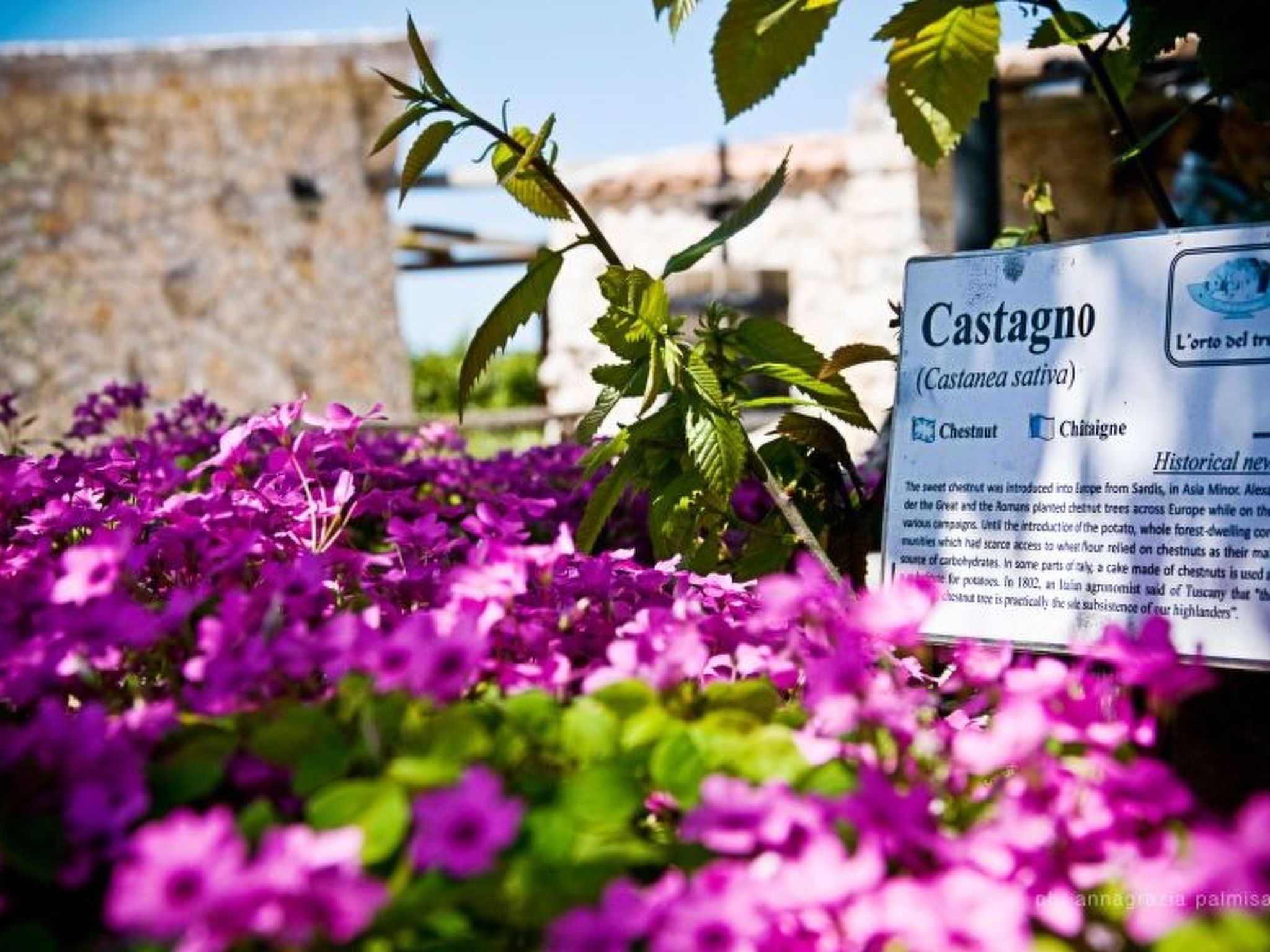 Trullo degli Archi, Entspannung und Essen und Wein-Image-tags.info