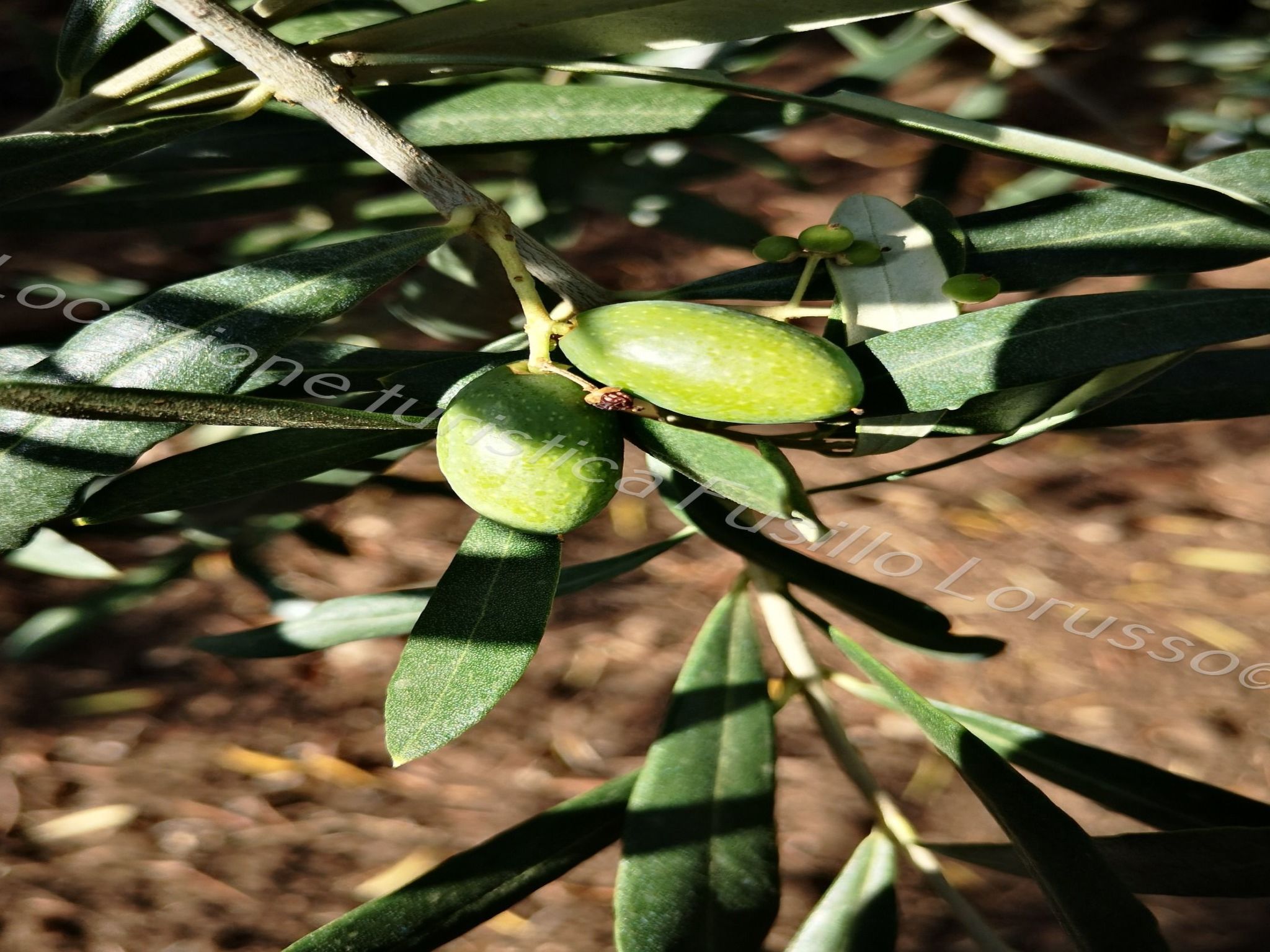 Lorusso touristischer Standort-Inside