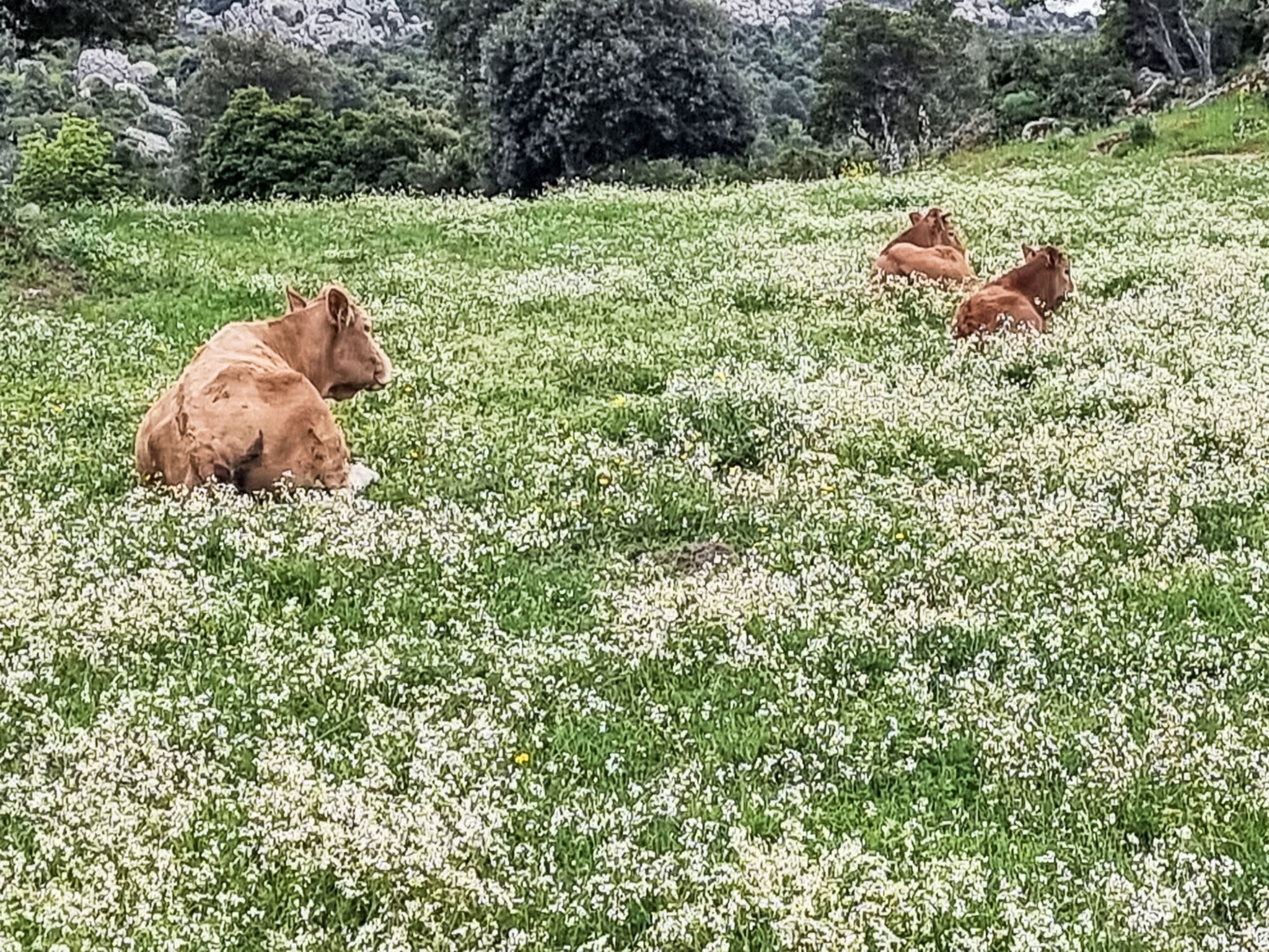 Stazzu Sarra di Monti-Binnen