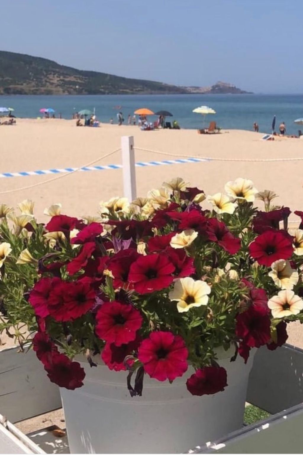 'Magnolie-Image-tags.info