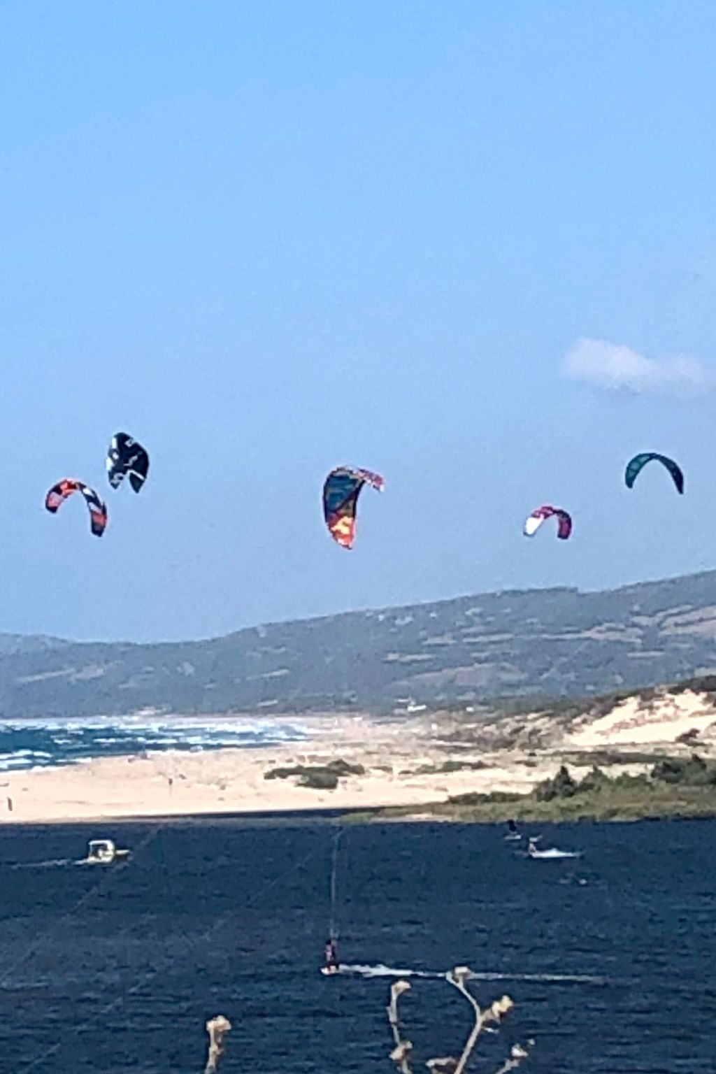 'Magnolie-Image-tags.info