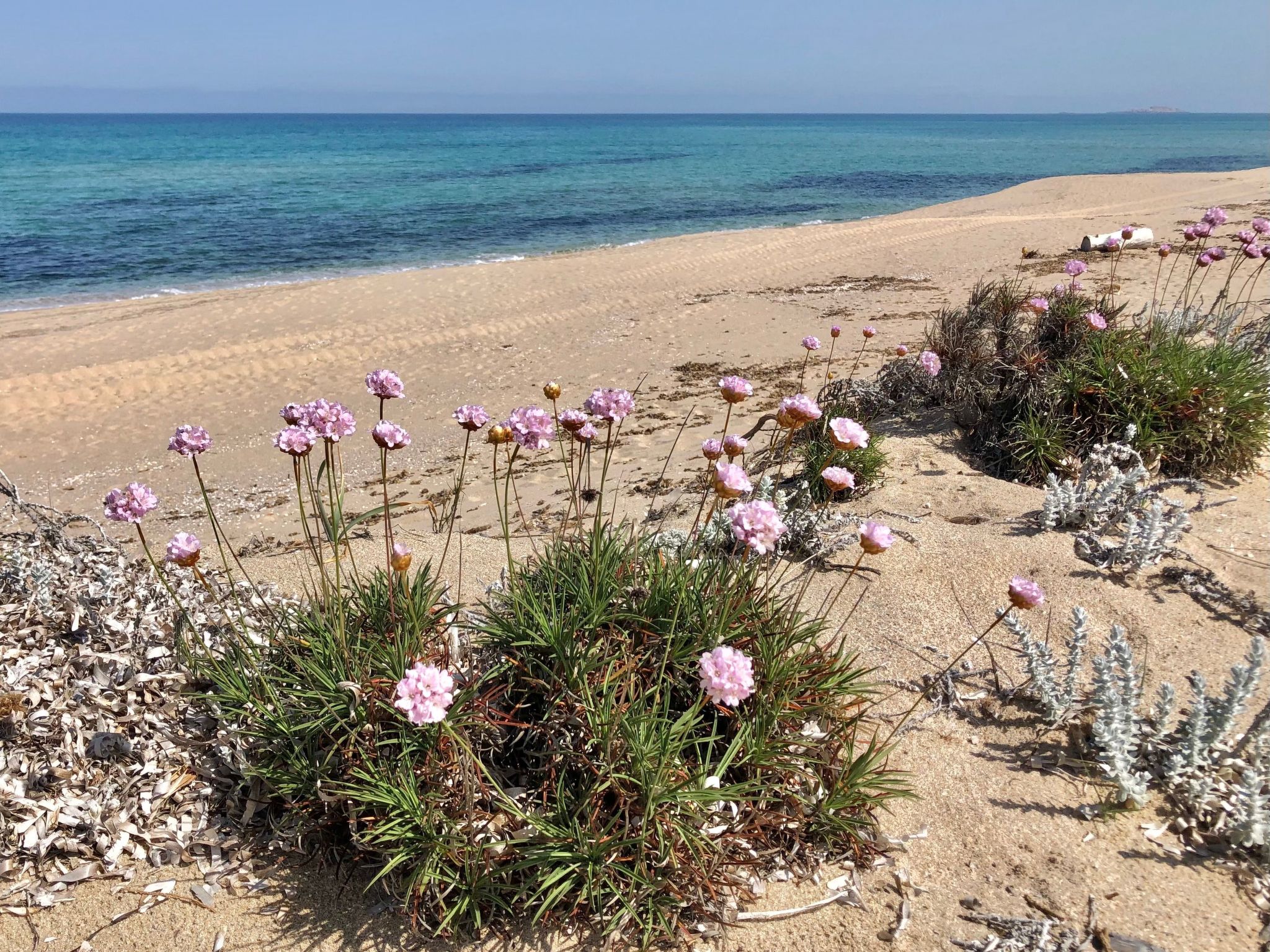 'Magnolie-Image-tags.info