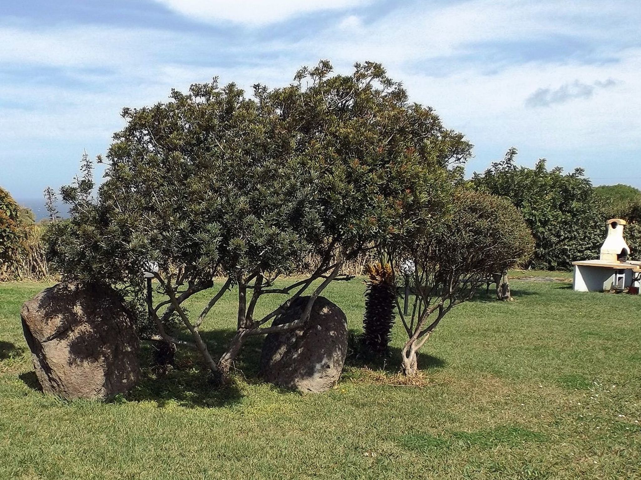 2232028-Image-tags.info