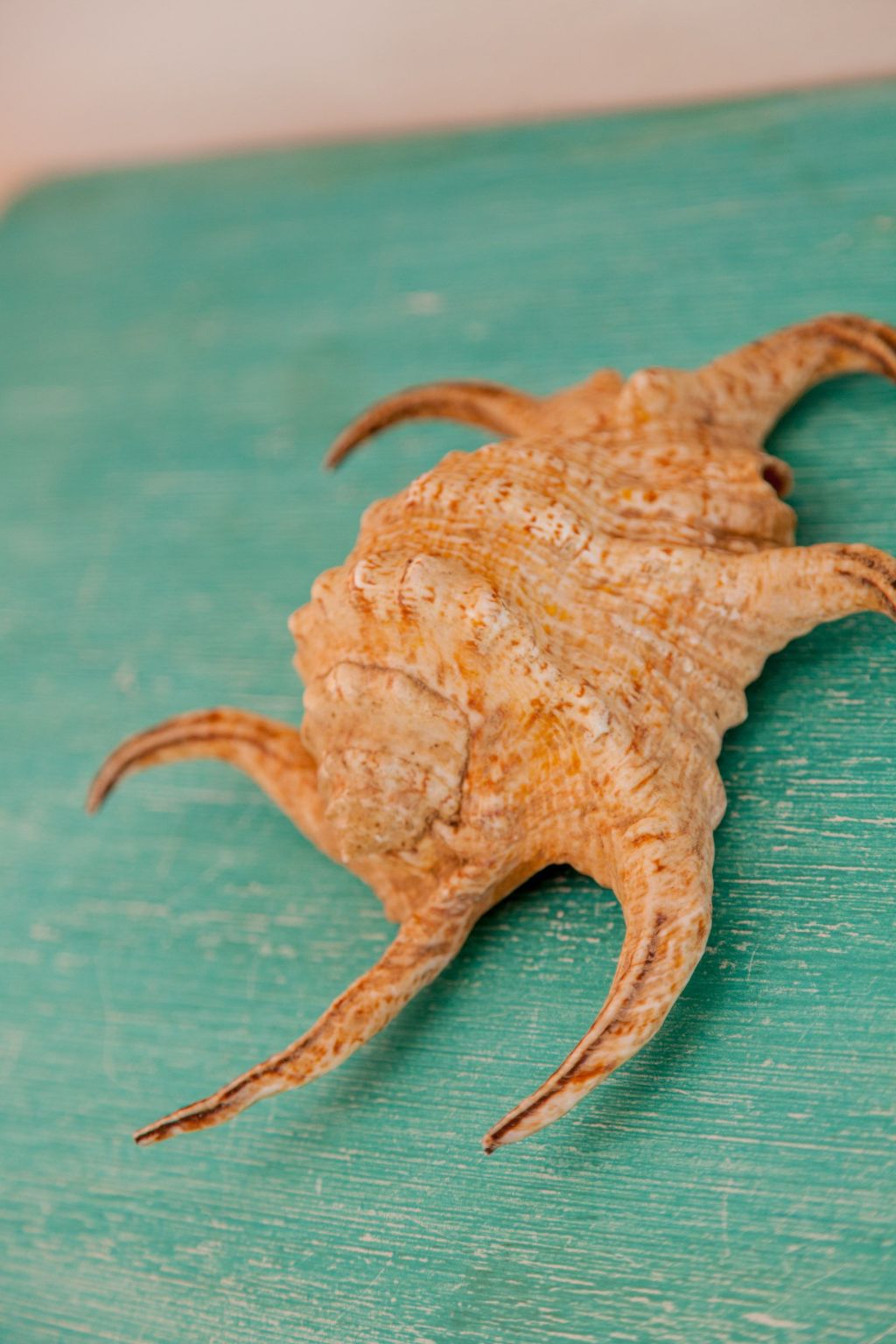 Wohnung 'Ambra' mit Terrasse-Image-tags.info