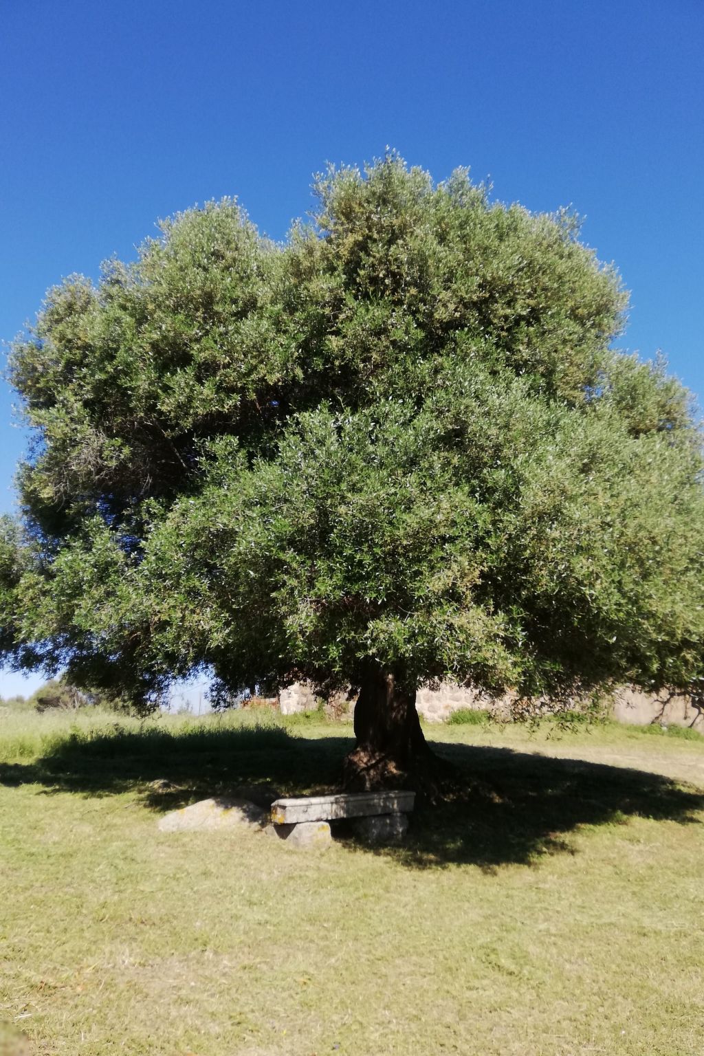 Stazzo mit Garten in Luogosanto-Binnen