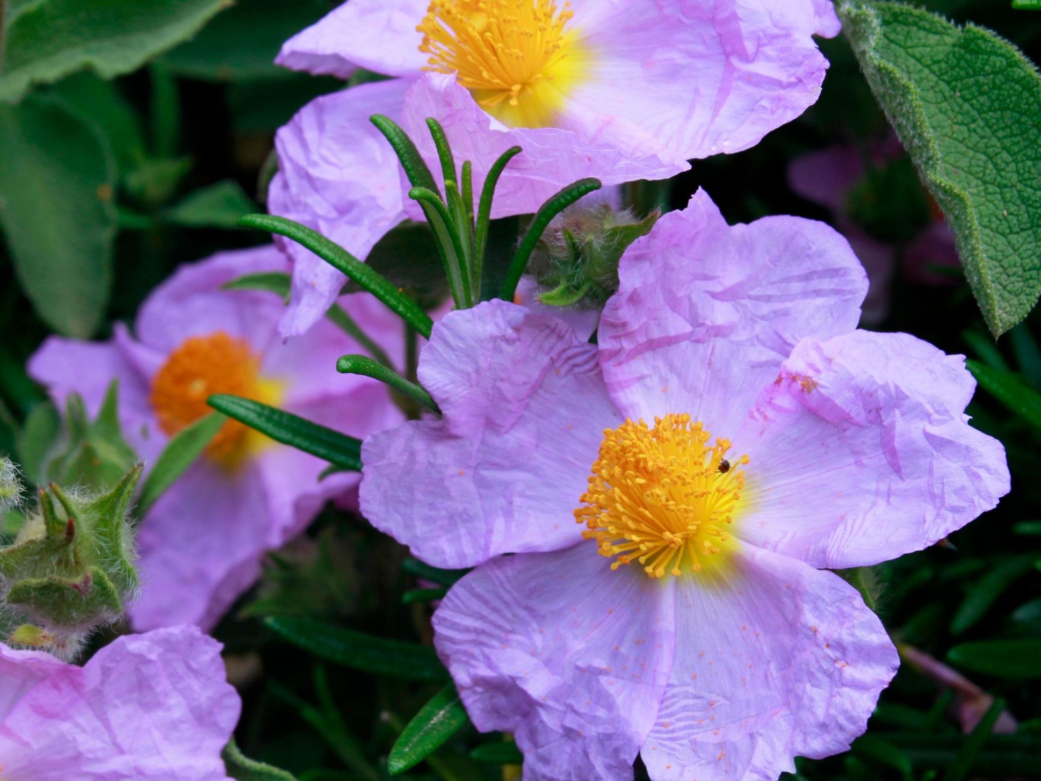 Stazzo mit Garten in Luogosanto-Binnen