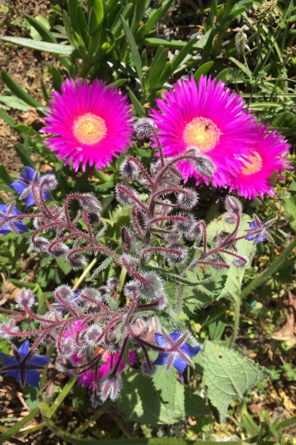 Stazzo mit Garten in Luogosanto-Binnen