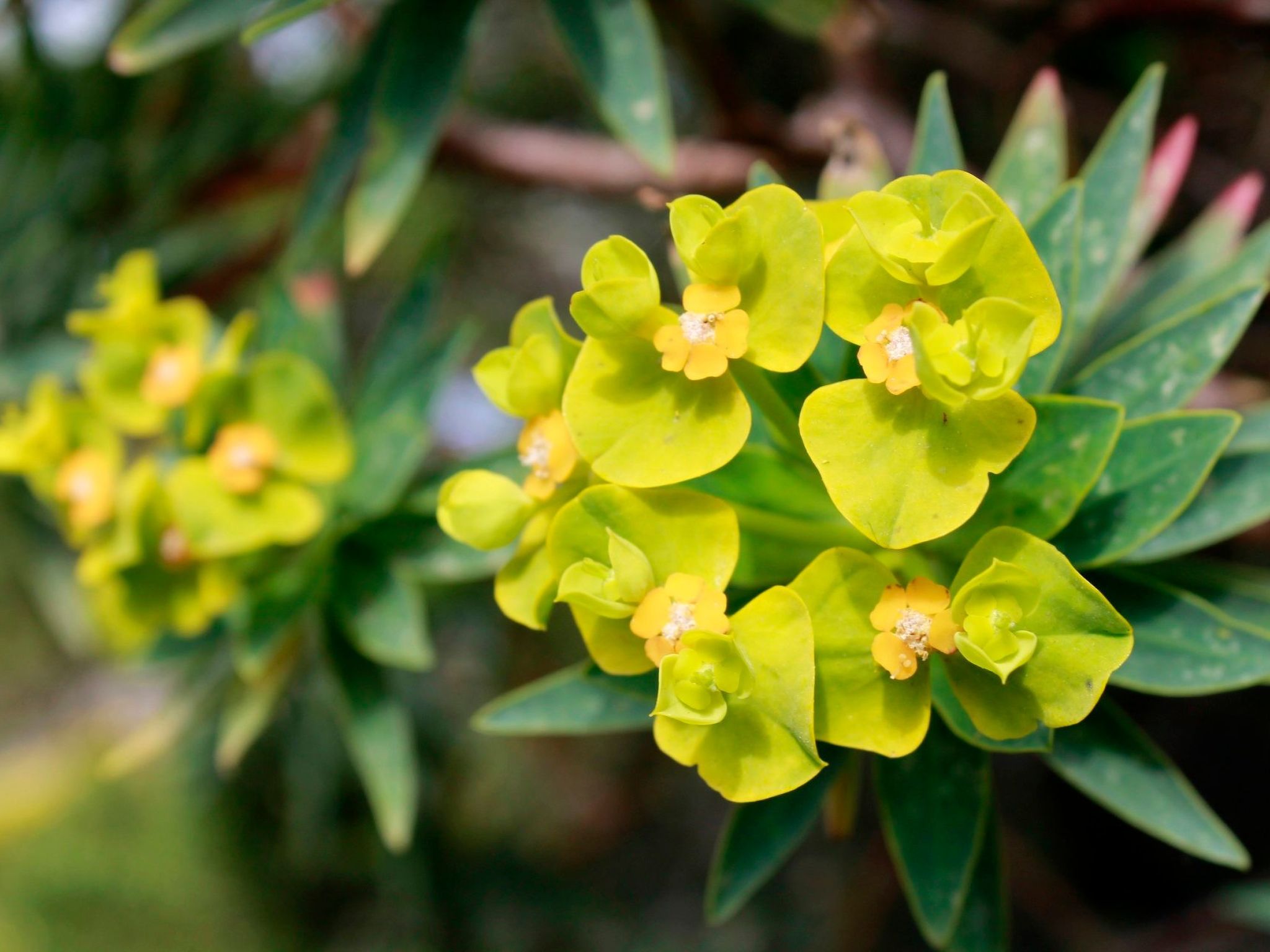 Stazzo mit Garten in Luogosanto-Binnen