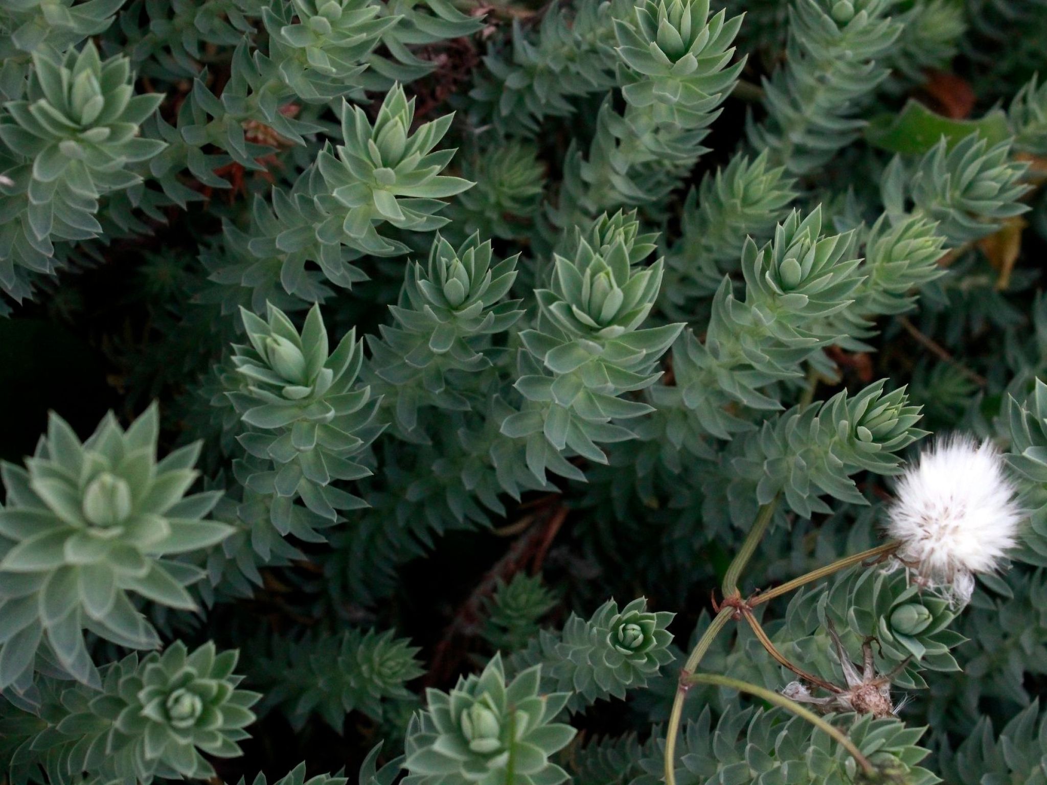 Stazzo mit Garten in Luogosanto-Binnen